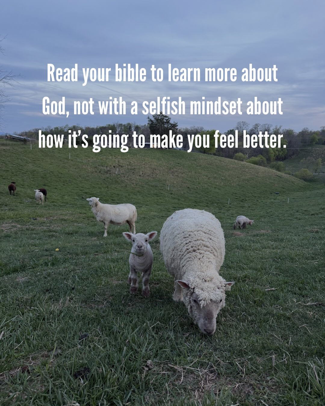 Doing a little toe stepping this morning. Literally stepping on my own toes. But aren’t you thankful for growing in Christ? 🐑🤎
#thegoodshepherd #farm #jesus #sheep