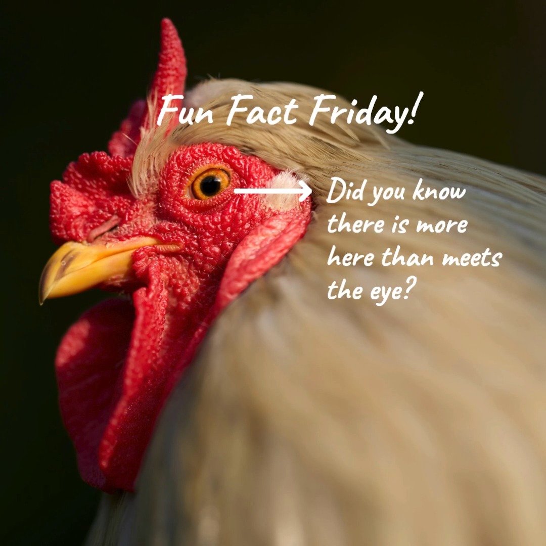 Did you know chickens have built-in goggles? Yes, Seriously!
They have a third eyelid — called a nictitating membrane — that sweeps across their eye sideways like a teeny windshield wiper. (Sure wish I had that too!)
It keeps dust, dirt, and flying snacks out of their eyes while they scratch, dig, and run around like tiny maniacs.
Basically… they’re born ready for extreme sports. It is an amazing gift, don't you think?
Do you love farm-fresh eggs direct from the hen to you? We got you covered! We ate open daily at the Chick Shack in Kelso, WA, 10AM - 7PM.
See Link in Bio for more info.
See you at the farm!
#FarmFreshEggs #SpringOnTheFarm #NPIPCertified #EatLocal #LongviewWA #HappyHens #FarmLife #CowlitzCounty #ShopLocal #ChickenFacts #FunFactFridays