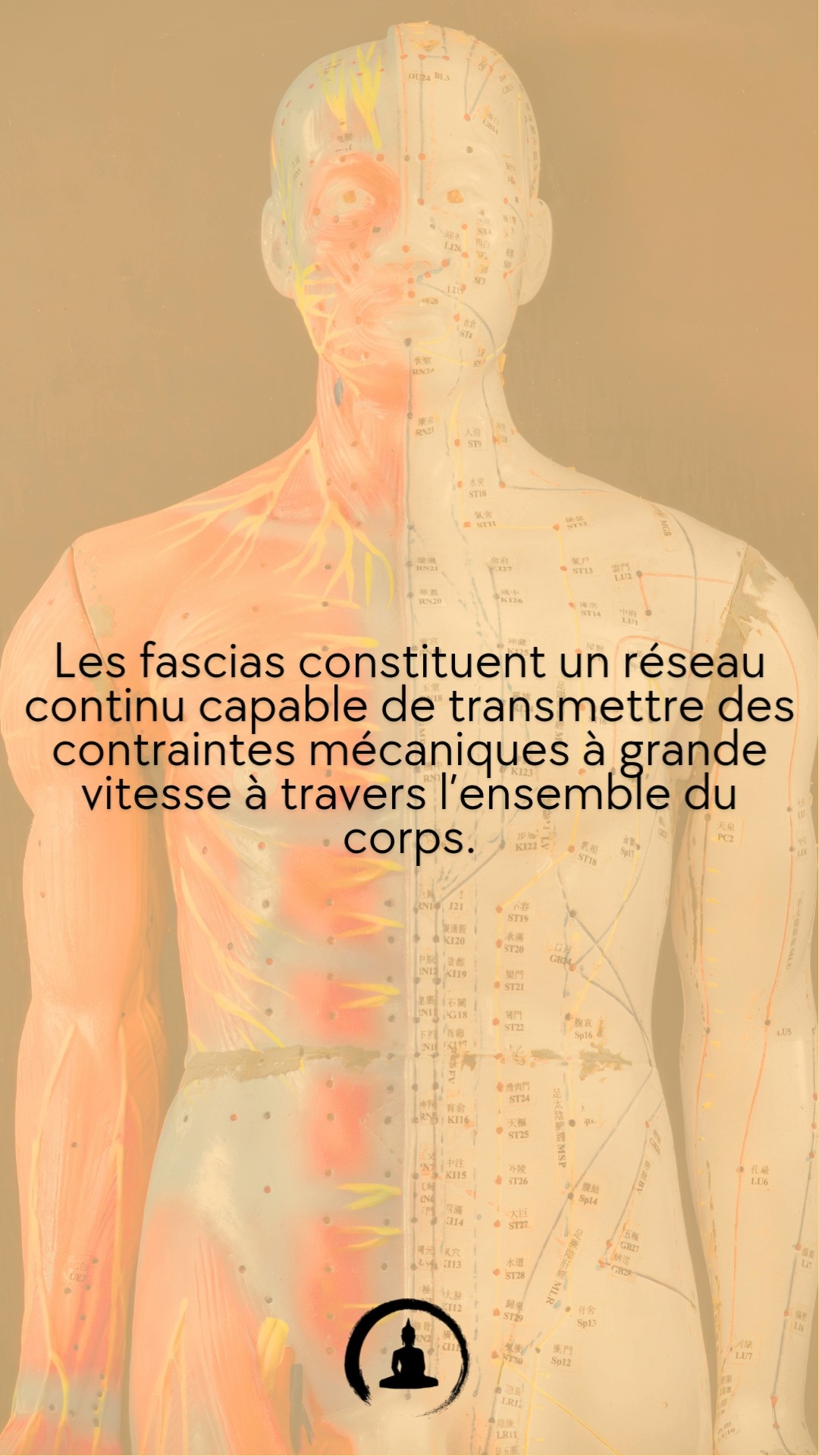 Communication mécanique
Les fascias transmettent les forces à 720 km/h environ.
Quand tu appuies sur un point, l’information se propage instantanément à distance dans le réseau.
C’est l’une des bases biomécaniques de l’acupuncture et du Qi Gong.
📍 Cabinet Zen Garden - Carouge
🔹 Acupuncture | Fasciathérapie | Thérapies énergétiques
🔹 Approche holistique pour harmoniser corps & esprit
🔹 Prenez soin de votre santé naturellement
📲 RDV & infos sur 👉 www.cabinet-zengarden.org
💬 Vous avez déjà essayé la Médecine Chinoise ?
Dites-moi en commentaire ! ⬇️
#MédecineChinoise #Acupuncture #Fasciathérapie #BienÊtreNaturel #ZenGarden #Carouge #SantéHolistique #ÉnergieVitale