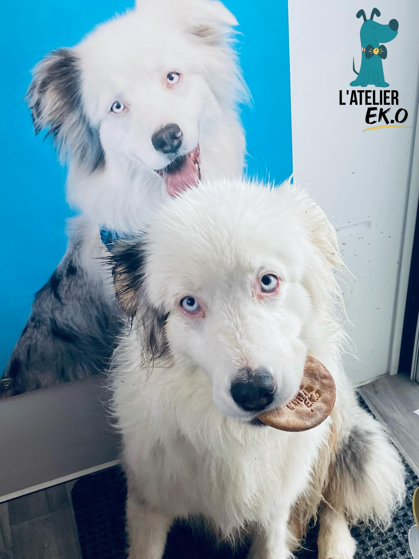 Oklane se régale avec les biscuits @bar_a_patou offerts dans vos commandes 🍪
4 ans séparent oklane de sa photo derrière ! Le temps file c’est incroyable 🤭😅
C’était un shooting de @studio_o_natur_ailes ❤️
#lateliereko #madeinfrance #australianshepherd #doglover #chien