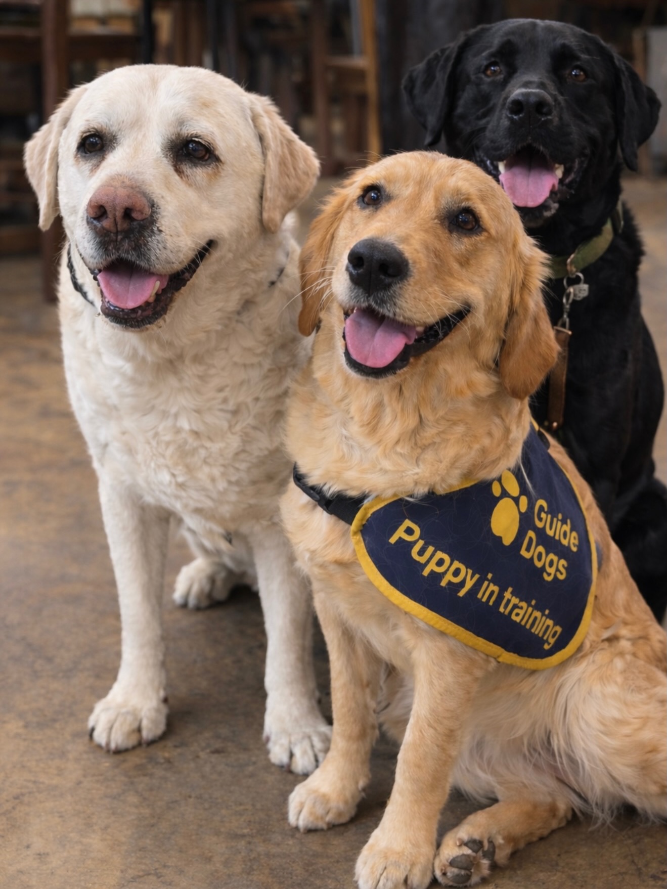 🐾 When Kika met Kika 🐾
💛Meeting Kika, the guide dog puppy you all helped raise money to name, was a really special moment.
There is something incredibly moving about having a puppy laying on your feet and knowing that one day she could change someone’s life. Not in a small way, but in the everyday moments that matter most, confidence, independence, freedom and companionship.
What made it even more special was meeting puppy raiser Maureen and her husband, who are fostering Kika. People often see the finished guide dog: calm, focused and life changing but behind that is the quiet dedication of volunteers who give their time, energy and love to help make it possible.
Puppy raisers like Maureen do something extraordinary. They open up their homes and their hearts, knowing that the puppy they care for is being prepared for a bigger purpose and they do it over and over again. That takes patience, commitment and a huge amount of love.
It is emotional when you think about it. The early mornings, the training, the mess, the milestones, the bond that grows and the knowledge that all of it is helping build a future where someone with sight loss can live more independently.
So today feels like a thank you. Thank you to everyone who helped name Kika. Thank you to people like Maureen and her husband and all the puppy raisers who give so much of themselves. And thank you to Kika, who is only just beginning her journey but already carries so much hope with her.
💛 Some lives are changed by the dogs themselves.
💛 Some lives are changed by the people who help them become who they are meant to be.
💛 And today I was reminded of both.
#GuideDogs #FutureGuideDog #PuppyRaiser #DogsofInstagram #NameAPuppy @guidedogsuk