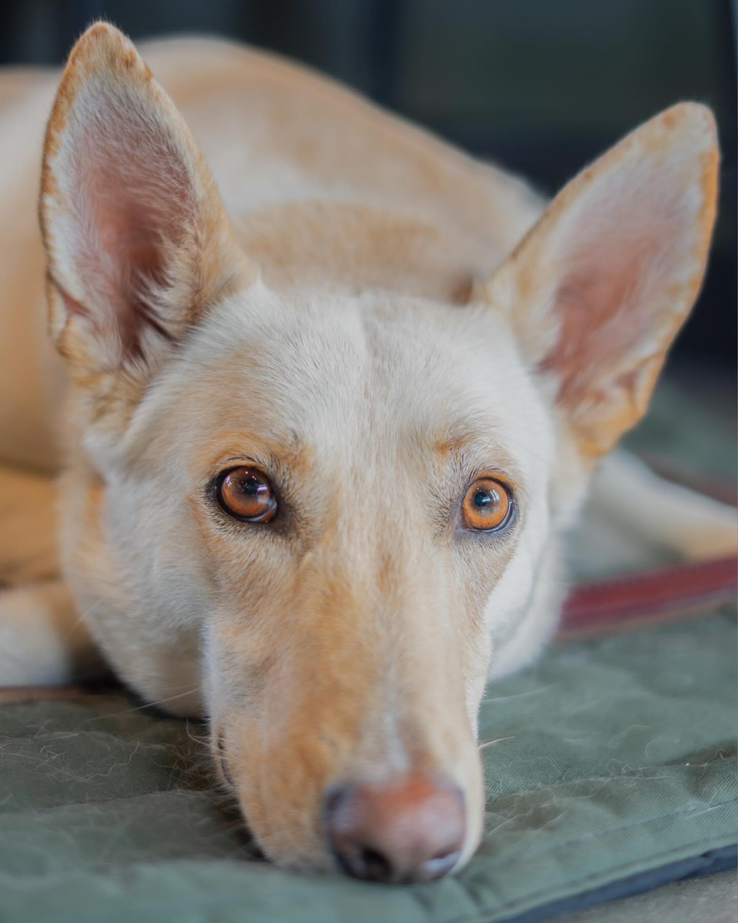 🇺🇸Coral🇺🇸
Meet Coral! This sweet heart is here to work on her basic obedience skills. In just a few days she’s mastered the art of sit, heel, and place!
#dogtrain #dogtraining #dogsofinstagram #dogsarethebest