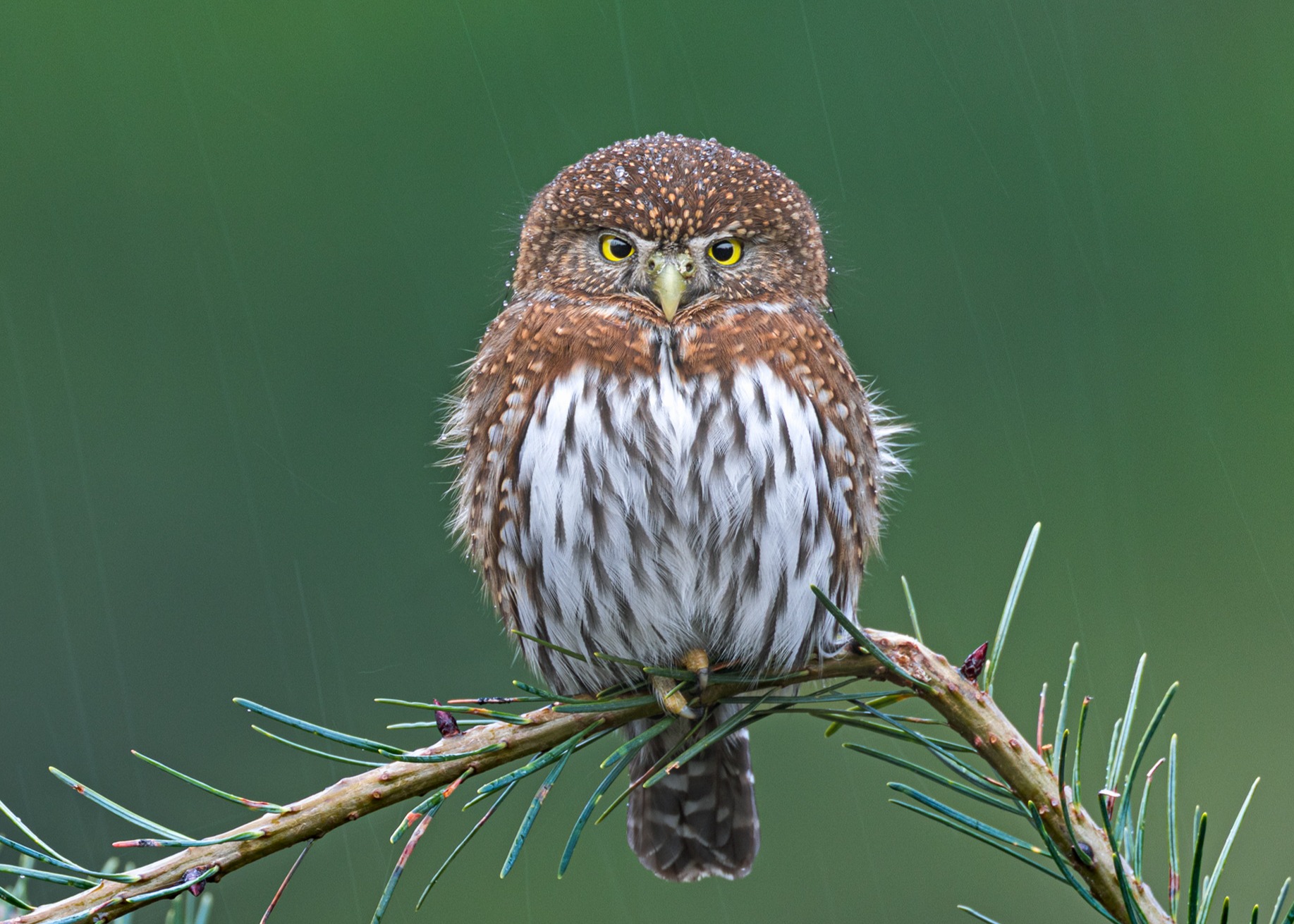 Pygmy Owl in the rain 🌧
A very memorable encounter from British Columbia with @jessfindlay and @connorstefanison.
I included a closeup to appease the IG grid - swipe to see the full frame.