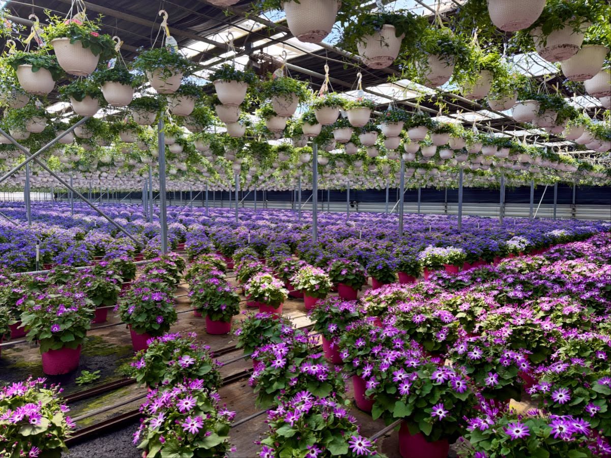 Get ready for Senetti!
Known for their striking shades of blue, purple, and magenta- right on time for early spring!