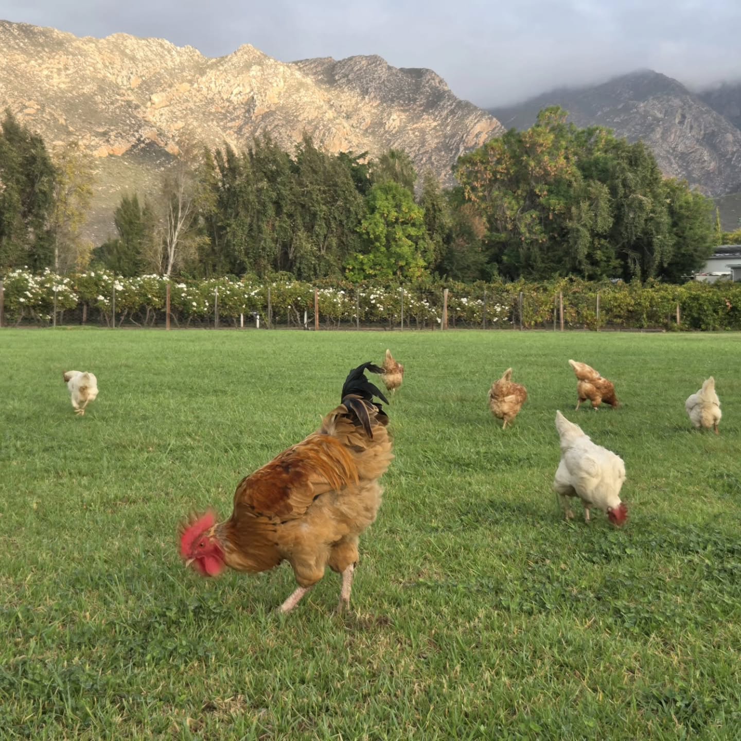 Some days on the farm are just pure comedy 🐔🌿
Our free-range crew took their morning patrol very seriously today… inspecting every blade of grass like tiny feathered supervisors. One minute it’s peaceful, the next it’s a full-on chicken conference.
Simple, slow, and a little bit silly — just the way we like it out here.
#FarmLife #FreeRange #CountryLiving #KleinNektar #Kleinnektar