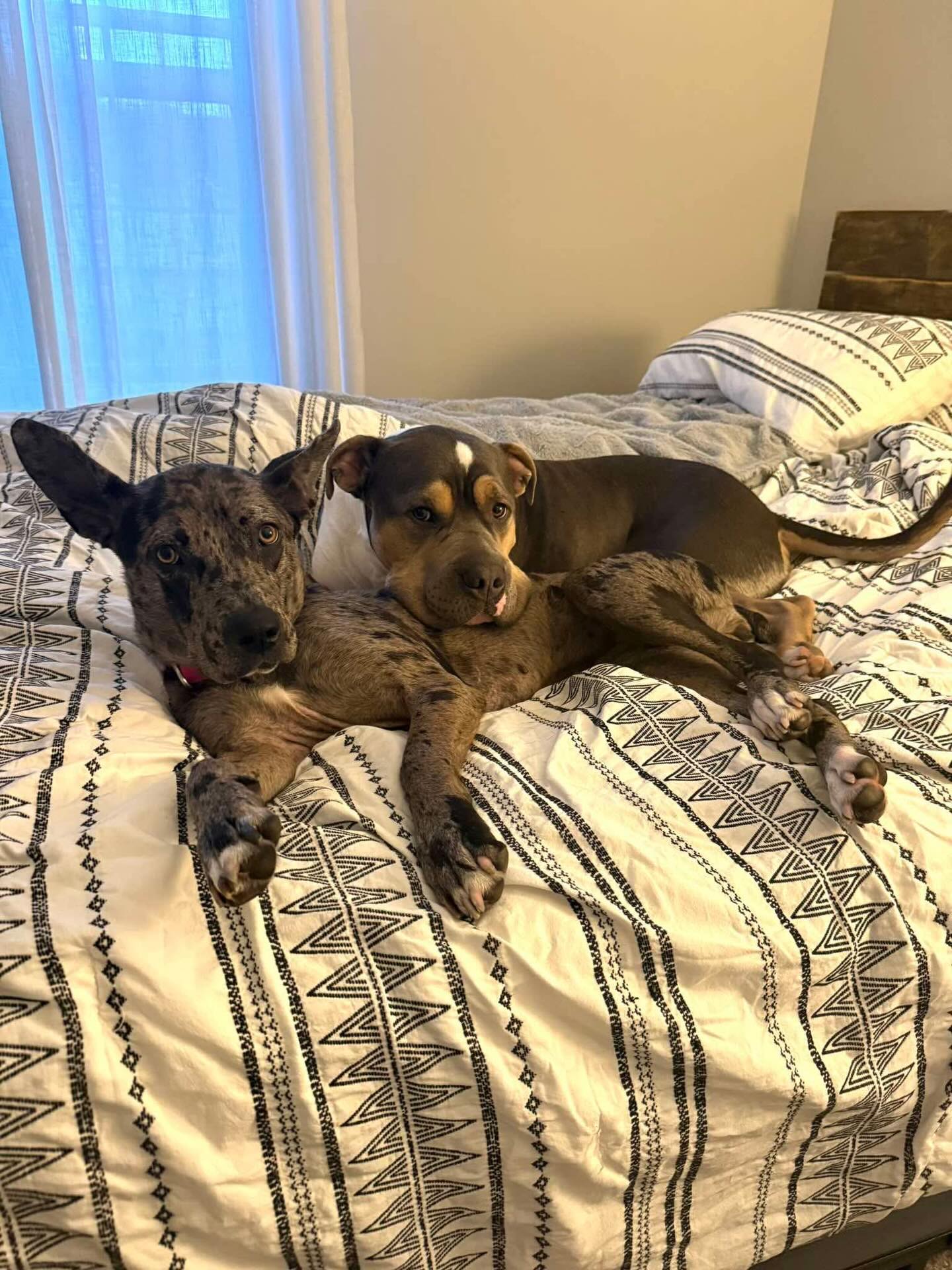 Pepper could quickly become your favorite girl. 😜🩷
She loves cuddles from her foster brother but would love them even more coming from her forever family. Pepper is available for adoption!
Apply to meet her -> https://www.madeapromiserescue.org/dogs/pepper
#rescuedoglove #rescuedog #adoptapitbull❤️ #rescuedogsofkc #rescuedogsofinstagram
