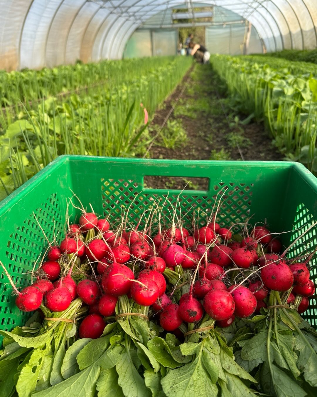 Wir haben freie Ernteanteile!
Du hast Lust auf gesundes, super frisches und leckeres Gemüse direkt aus #hitzacker? Du willst keine in Plastik verpackte Paprika oder in Folie eingeschweißte Gurke sondern unverpacktes Gemüse frisch vom Feld? Dann schließ jetzt einen Ernteanteil ab!
🥒reicht für ca 2-3 Personen
🍅kostet nur ca 1,70€/Tag/Person
🧅bereichert Deinen Teller mit 50 verschiedenen Kulturen pro Jahr
Mehr Infos unter pflanzgarten@pflanzgarten-hitzacker.de