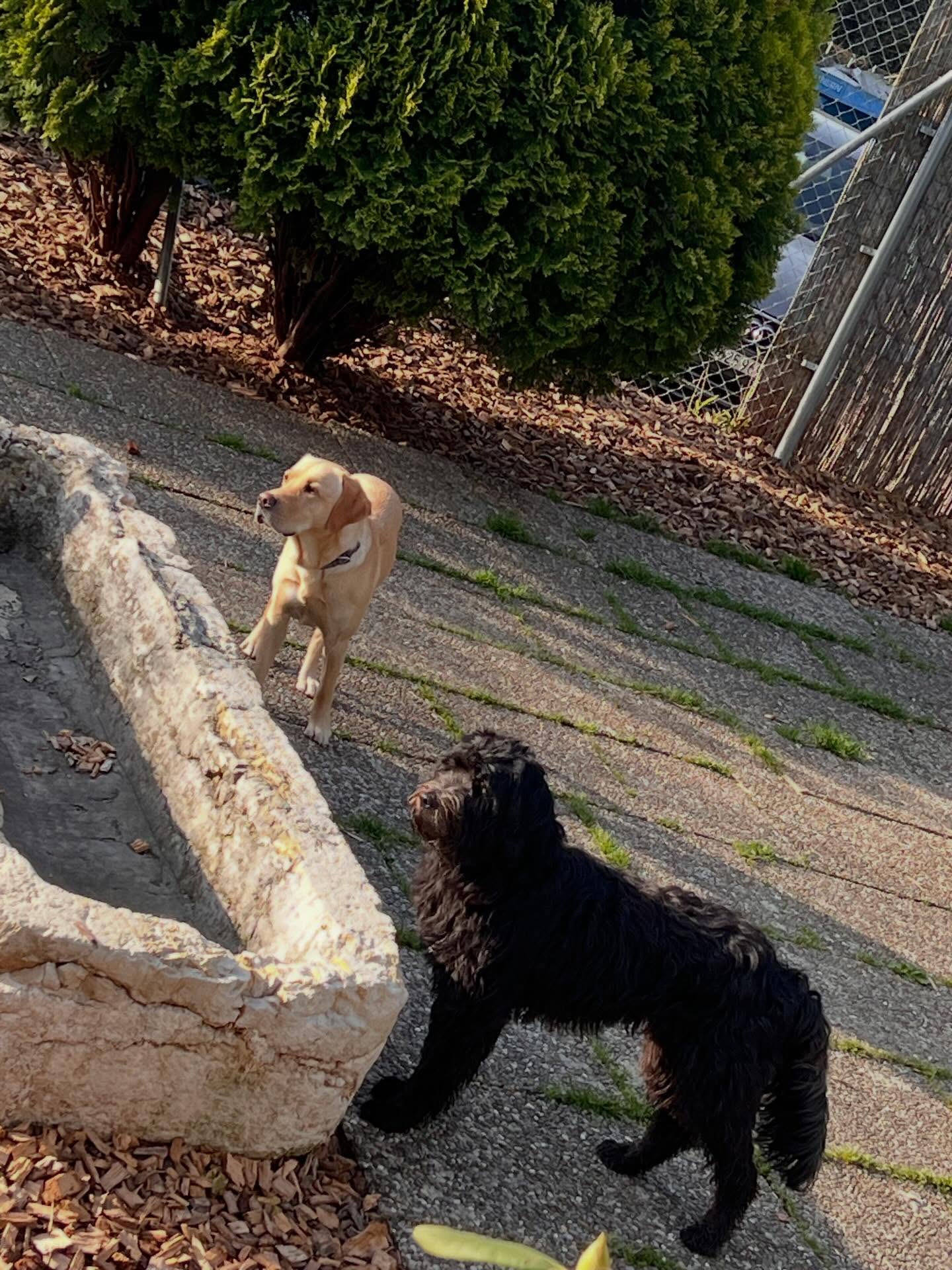 #saroraspfotenstube #