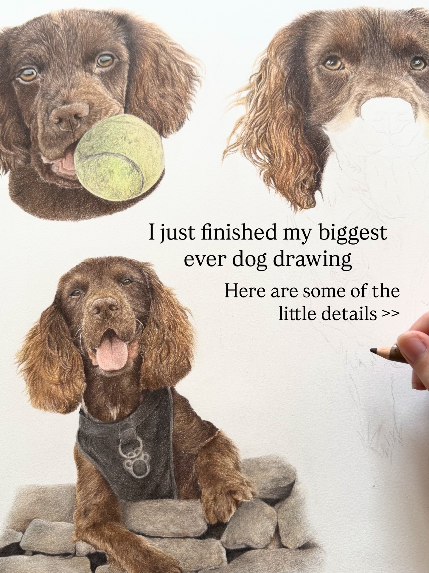 Just one more sneak peek at this giant collage before I reveal the full drawing …
Rocco the cocker spaniel 🤎
#cockerspaniel #browncockerspaniel #cockerspanielpuppy