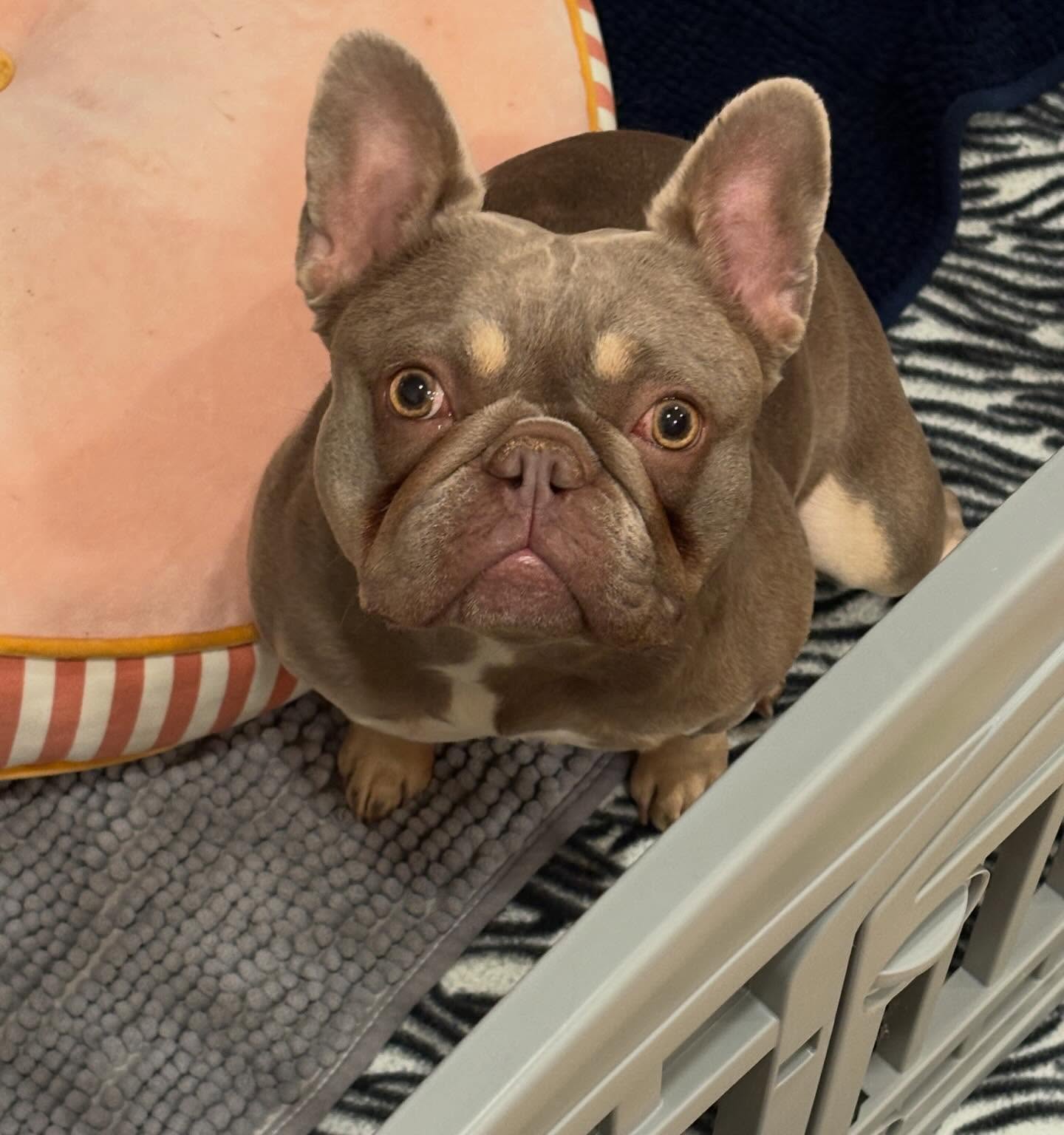 Our pretty Pennie… 😍😍
Need her to make me some babies soon! All my girls are late and it’s making me crazy! 😩
#pennie #isaebellaandtan #copperpennie #penelope