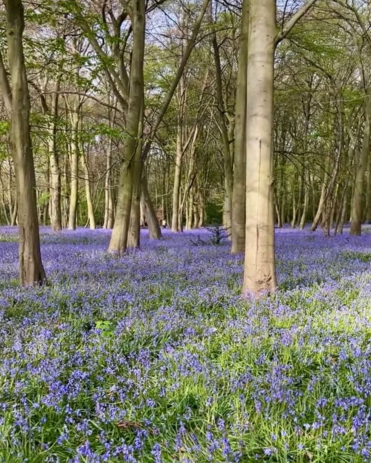 One of the most beautiful parts of an English spring - bluebell woods …