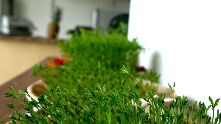 🌱 Beneficios de las Lentejas Germinadas 🥗
Las lentejas germinadas son una opción saludable y nutritiva que ofrece múltiples ventajas. ¡Aquí te compartimos algunas!
Mayor Valor Nutricional: Al germinar, las lentejas se vuelven más ricas en vitaminas, minerales y antioxidantes, incluyendo vitaminas del complejo B y vitamina C.
Mejor Digestibilidad: La germinación ayuda a descomponer antinutrientes, lo que facilita la digestión y absorción de nutrientes.
Aumento de Proteínas: Las lentejas germinadas son una excelente fuente de proteína vegetal, con un incremento en la cantidad de proteínas y aminoácidos esenciales.
Bajo Índice Glucémico: Tienen un índice glucémico más bajo que las lentejas cocidas, lo que ayuda a mantener niveles estables de azúcar en la sangre.
Más Fibra: Aumentan el contenido de fibra, favoreciendo la salud digestiva y ayudando a sentirte saciado.
En Paraíso Verde, incorporamos lentejas germinadas en varias de nuestras recetas, ofreciendo una forma excelente de aumentar tu ingesta de nutrientes. ¡Prueba agregarlas a tus comidas y aprovecha todos sus beneficios! 🌟
ENG/
🌱 Benefits of Sprouted Lentils 🥗
Sprouted lentils are a healthy and nutritious option that offers multiple advantages. Here are some of them!
Higher Nutritional Value: When sprouted, lentils become richer in vitamins, minerals, and antioxidants, including B vitamins and vitamin C.
Better Digestibility: Sprouting helps break down antinutrients, making it easier to digest and absorb nutrients.
Increased Protein: Sprouted lentils are an excellent source of plant protein, with an increase in the amount of proteins and essential amino acids.
Low Glycemic Index: They have a lower glycemic index compared to cooked lentils, helping to maintain stable blood sugar levels.
More Fiber: They increase fiber content, promoting digestive health and helping you feel full.
At Paraíso Verde, we incorporate sprouted lentils into several of our recipes, providing an excellent way to increase your nutrient intake. Try adding them to your meals and enjoy all their benefits! 🌟
#manizales #colombia🇨🇴 #comida