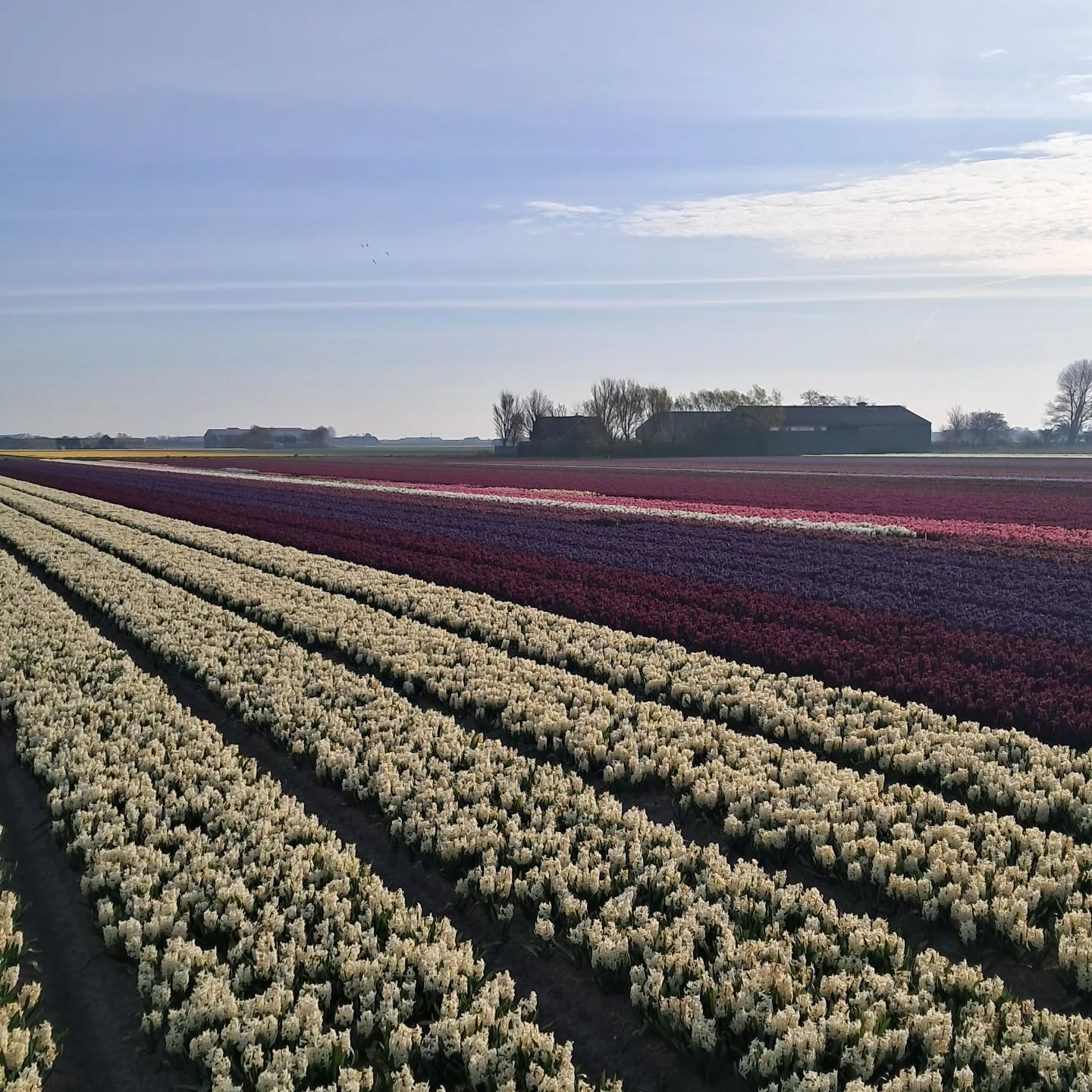 De hyacinten staan volop in bloei, en dat ruikt een partijdje lekker!