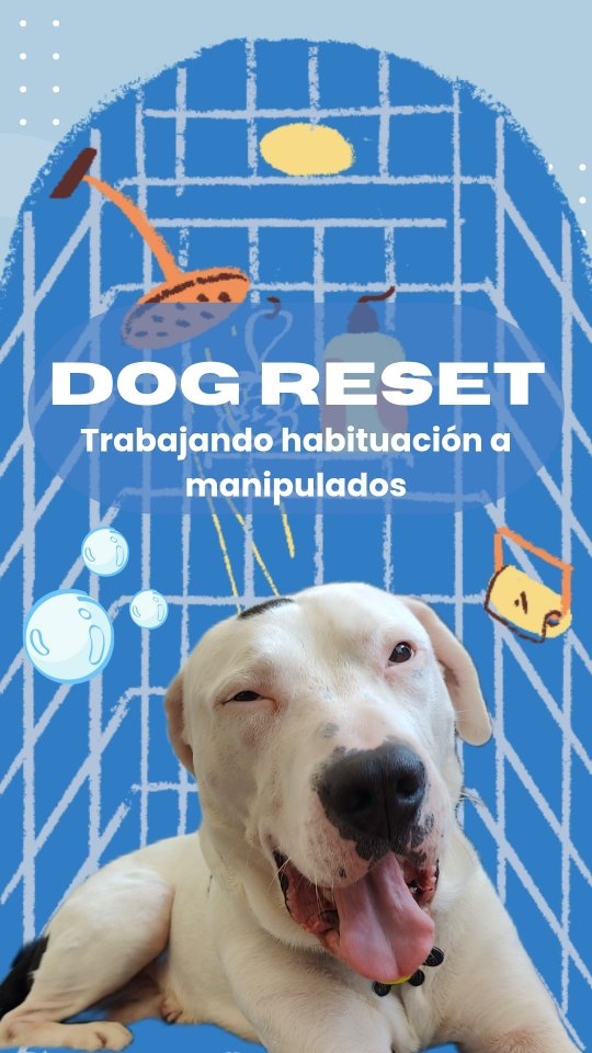 Acompañanos en todos los highlights de este video, te prometo que valen la pena 😂
Si te dijeron que los de pelo corto sueltan menos, no les creas 🫨
Con el cambio de temporada la casa entera es un perro. Así que, después de una ducha, toca un poco de cepillado (y algo más). Llevamos trabajando esto de manera gradual desde el día 1 de Tyson en casa. Para que confíe en mi y en mis manos y mis intenciones, los movimientos son suaves, con pausas, respetando su comunicación. Hay manipulados que nos siguen costando más que otros, pero que logremos estar a gustito al menos en algún momento es síntoma positivo.
Para evitar niveles de estrés altos, reducir la inseguridad con las intenciones, evitar marcajes y malestar en situaciones de manipulación física, es necesario trabajar esto. No roba mucho tiempo diario y hace la diferencia en la convivencia.
Todos los que aparecen en el video son productos de economía amiga 💸
[ 😑 La próxima vez intentaré no