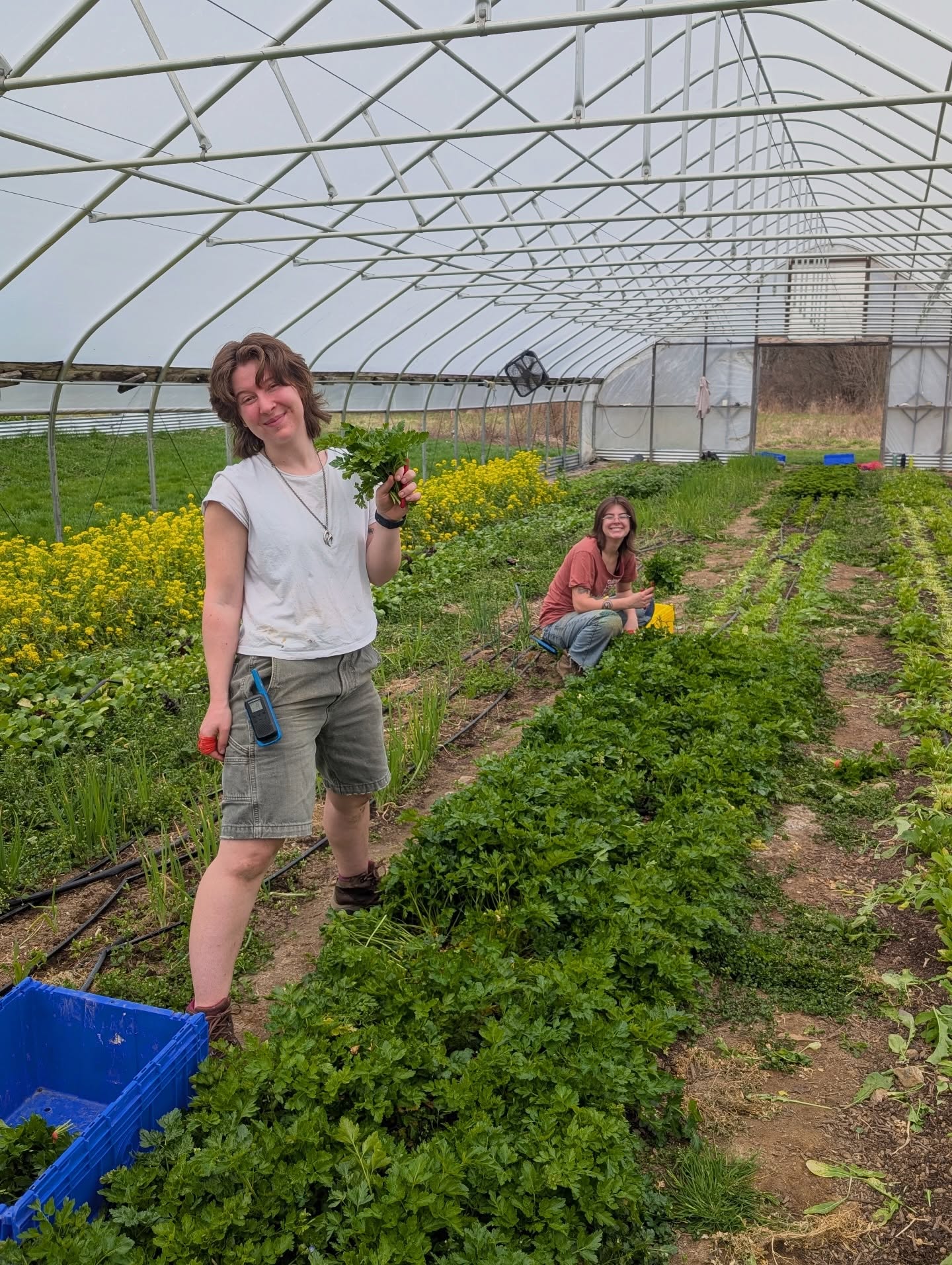 Our last Winter CSA harvest with the 2026 farm apprentices, and Education Director Ella looking fabulous while harvesting some Rappini.