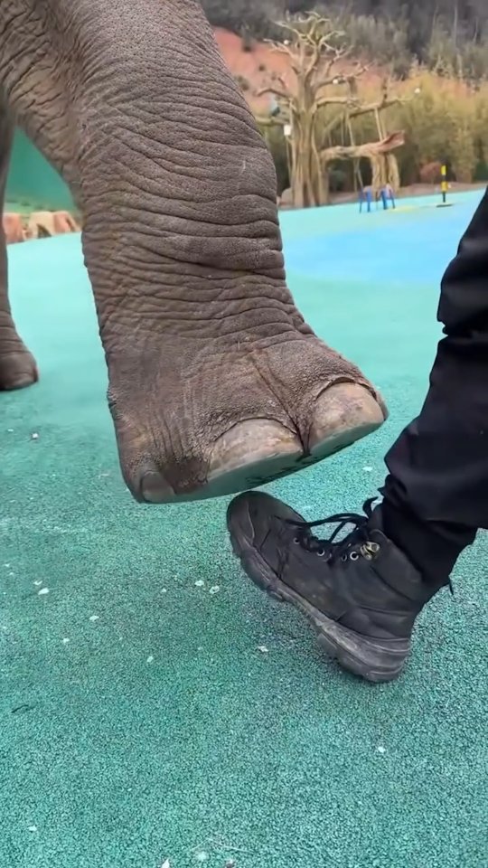 One who doesn't meditate will die a dog's death.
#osho #oshomeditation #spirituality #meditation