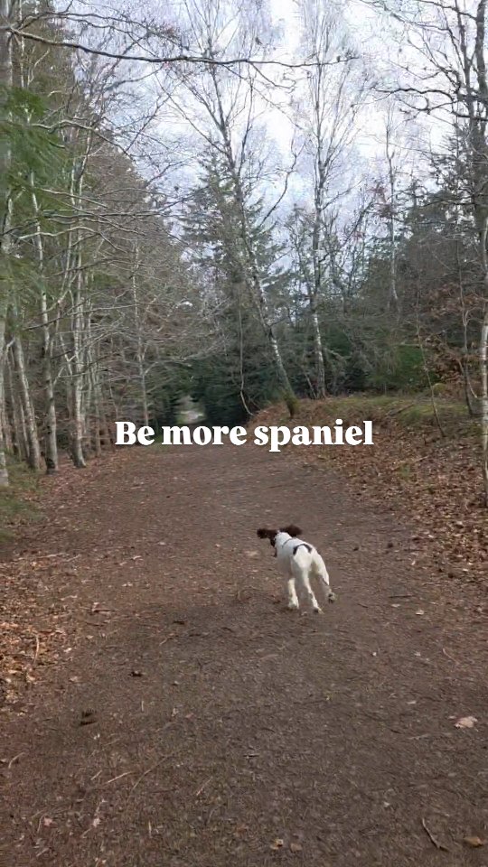 I could talk for ages about how much we are constantly trying to strike the right balance with Nells outside time. But ultimately the main these is less is more. Today, I decided to release the beast and give her a nearly full off lead 'walk'...but the walk was 15 minutes. 1 minute of lead time near the car, 2 minutes of free time, 10 minutes of mixing up searches and sitting by me, then 2 minutes of on lead heel back to car.
And that was more than enough for her spaniel brain and body at this age.
#lessismore #dogtraining #springerspaniel #teenagedog #bemorespaniel