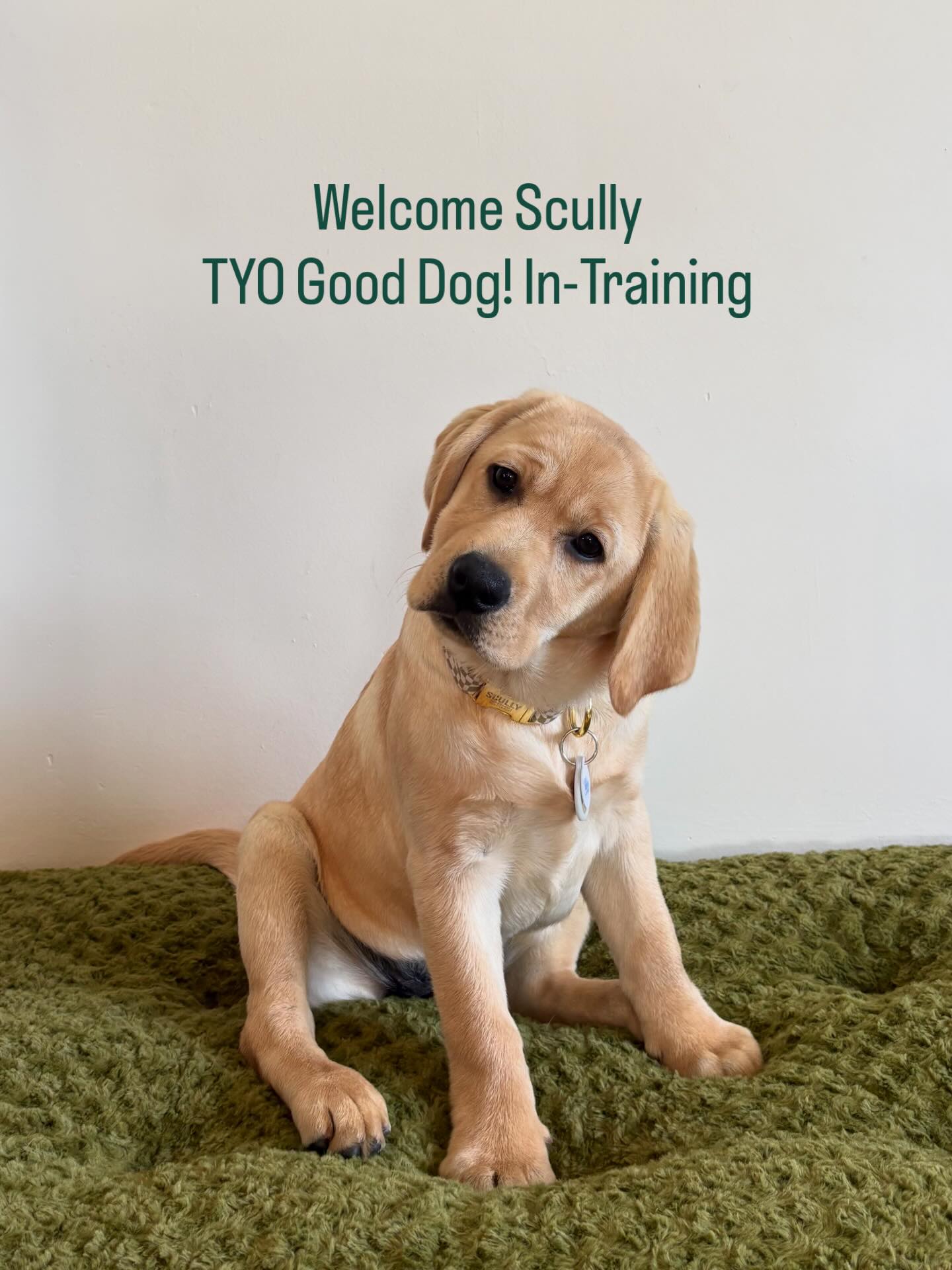“She’s helping by just existing, she didn’t do anything, but she also did everything!” - Jenna, Mom & Trainer of Good Dog! Scully
