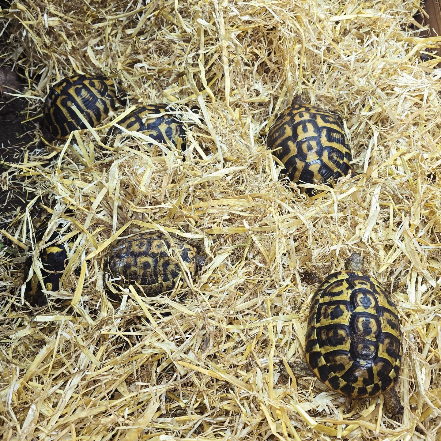 Our adults and juvies are now going into brumation.
We personally use straw for our western hermanni to act as an insulating barrier (as they stay close to the surface).
With our eastern herman, most have dug down. They go down furthur as the temps drop. The soil again acts as an insulating medium. We find our easterns averagely dig down 12" with surface temps 5-6c
We have over 50 tortoise going through this process.
#brumation #hibernation #winter #midlandtortoise #tortoise #Tortoise #tortoisekeeper #tortoiseofig #tortoiseofinstagram #tortstgram #tortoiselife #reptilesofinsta #reptilesofig #repstagram #pets #reptile #schildkröte #naturalistictortoisekeeping #midlandtortoise