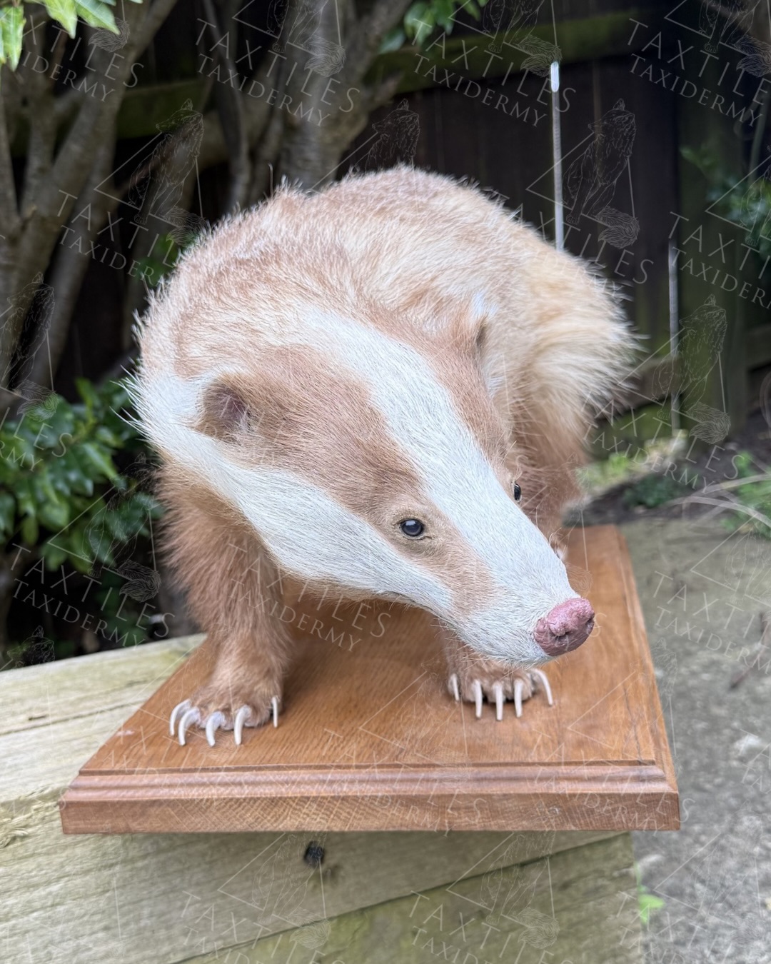 A very unusual badger. Erythristic badger roadkill commission ready to be collected.
Here’s a couple of facts I’ve pulled from Google about Erythristic badgers:
“Erythrism, or erythrochroism, is an unusual reddish, orange, or pink pigmentation in an animal’s hair, skin, feathers, or eggshells, often caused by genetic mutation or diet. It is characterised by excessive red pigment and a lack of normal, typically darker, pigments, making it a rare, often disadvantageous, survival trait.”
“Erythristic (ginger) badgers are considered very rare in England, featuring a genetic mutation that replaces normal black pigment with reddish-brown fur. While rare, they are more common than true albino badgers and have been spotted in specific areas, including the Forest of Dean, NatureSpy notes”
There is no exact population statistics available of erythristic badgers. There is an estimated of 560,000 badgers in general in Britain. Erythristic badgers are different from albinism, which involves pure white fur.
Because they are so uncommon, they are not surveyed separately from the general population. But estimates suggesting they occur in approximately 1 in 10,000 badgers.
What a special badger!
#badger #commission #taxidermy #unusual #erythristic