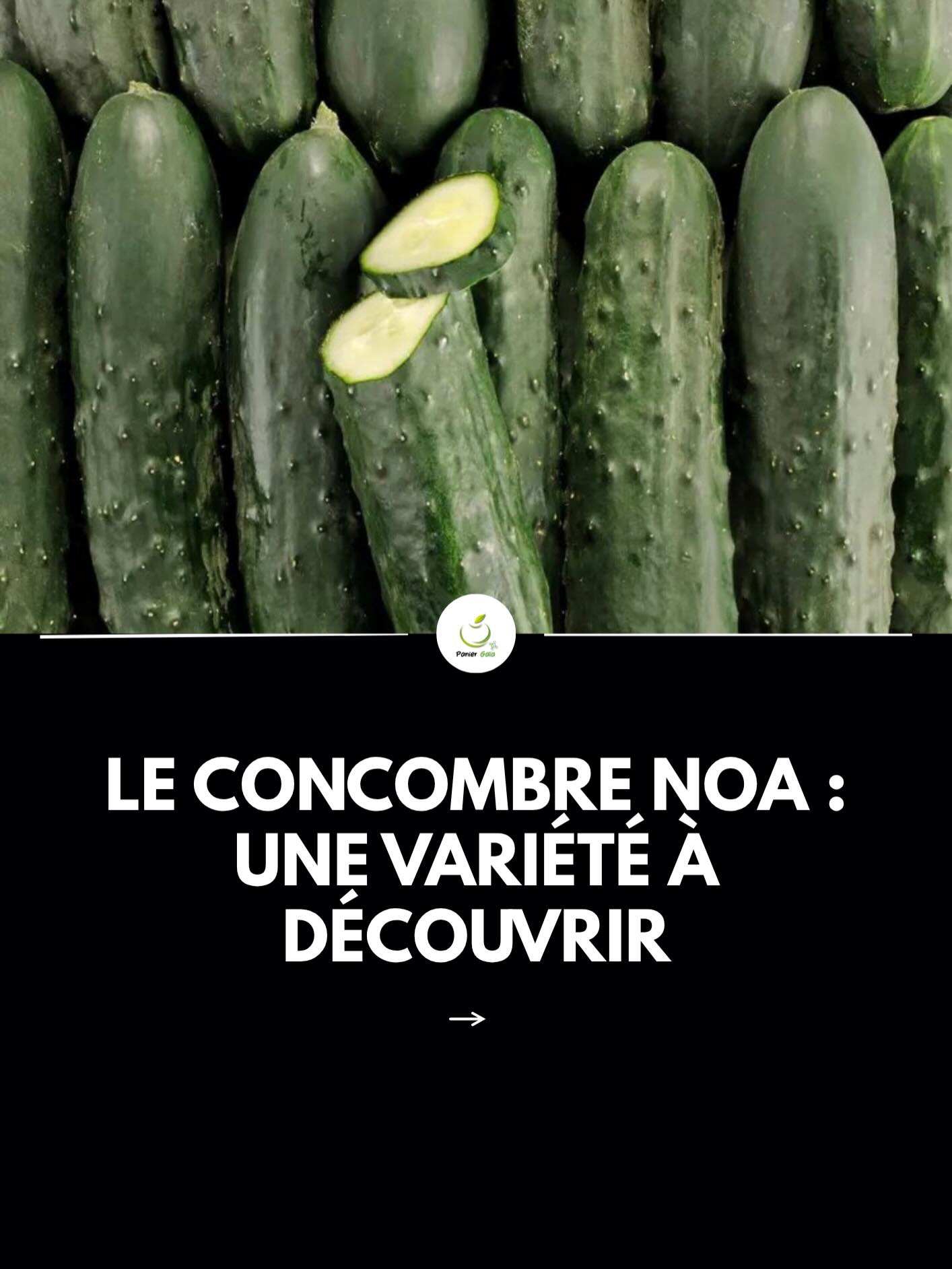 🥒 Le concombre Noa, tu connais ?
Petit, croquant et sans amertume, le concombre Noa se distingue du concombre classique par sa taille plus fine, sa peau délicate (pas besoin de l’éplucher 🙌) et son goût tout en douceur.
💚 En bouche ?
Une texture ultra croquante, juteuse, avec une saveur plus subtile et légèrement sucrée. Parfait même pour ceux qui n’aiment pas le concombre “classique” !
🍽️ Comment le consommer ?
Cru à l’apéro, en salade, en pickles ou simplement avec une pointe de sel ou une sauce yaourt… il s’adapte à tout.
✨ Pourquoi l’adopter ?
✔️ Facile à digérer
✔️ Rafraîchissant
✔️ Faible en calories
✔️ Idéal pour l’été
Bref, le petit concombre qui change tout 😍