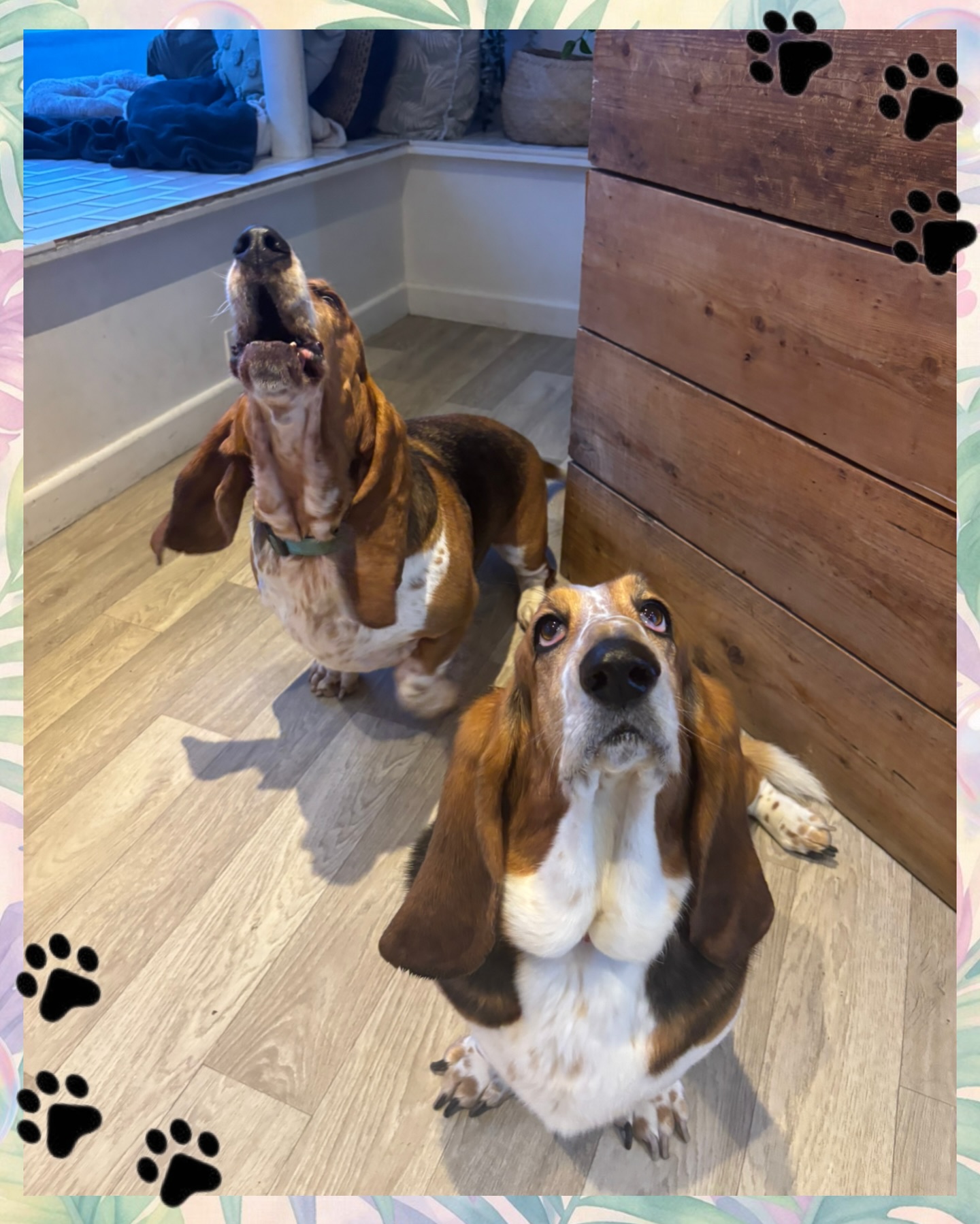 ✨ A little howl… a little sass… and a WHOLE lot of cute ✨
Alan & Lola just stopping by to steal the spotlight (and maybe a few treats 🐾)
💖 Knine Dog Studio Experience 💖
🚶 Walk-in appointments available
🐾 Kennel Free Zones
🐶 One-on-one appointments available
🧘 Calm, stress-free environment
🛁 Skin-safe, premium products
✂️ Skilled, caring groomers
📝 Personalized notes for consistent results
📣 Honest, clear communication
🧼 Clean, safe, professional space
⏱️ Quality grooms without the rush
❤️ Real love & care in every visit
📲 Easy scheduling
✨ A luxury experience your pup deserves
📍 Come see us at Knine Dog Studio
📩 Book your pup’s glow-up today!
#doggroomer #cotswolds #bassethound #doggroomercheltenham #doggroomerlife
