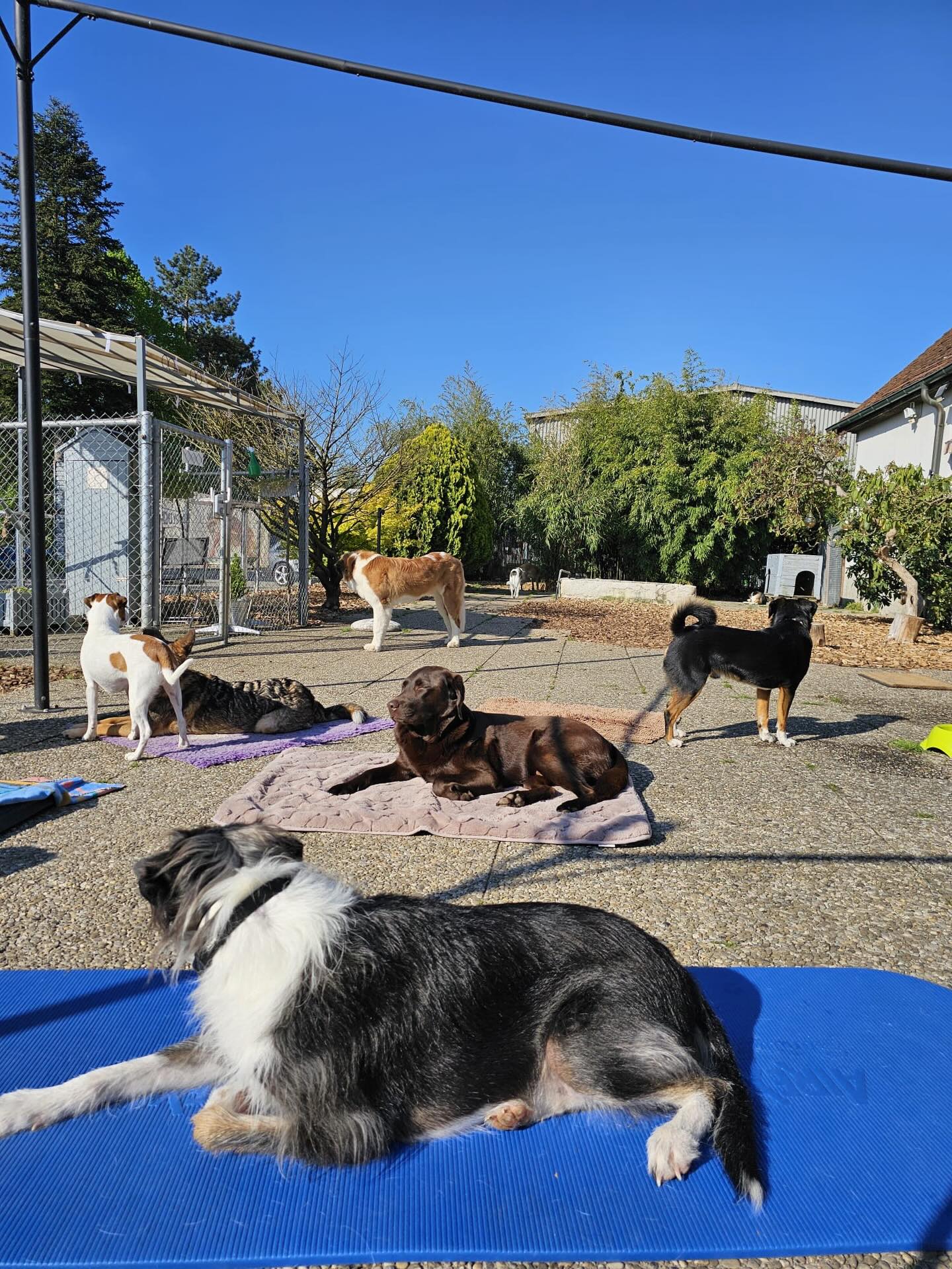 #saroraspfotenstube #