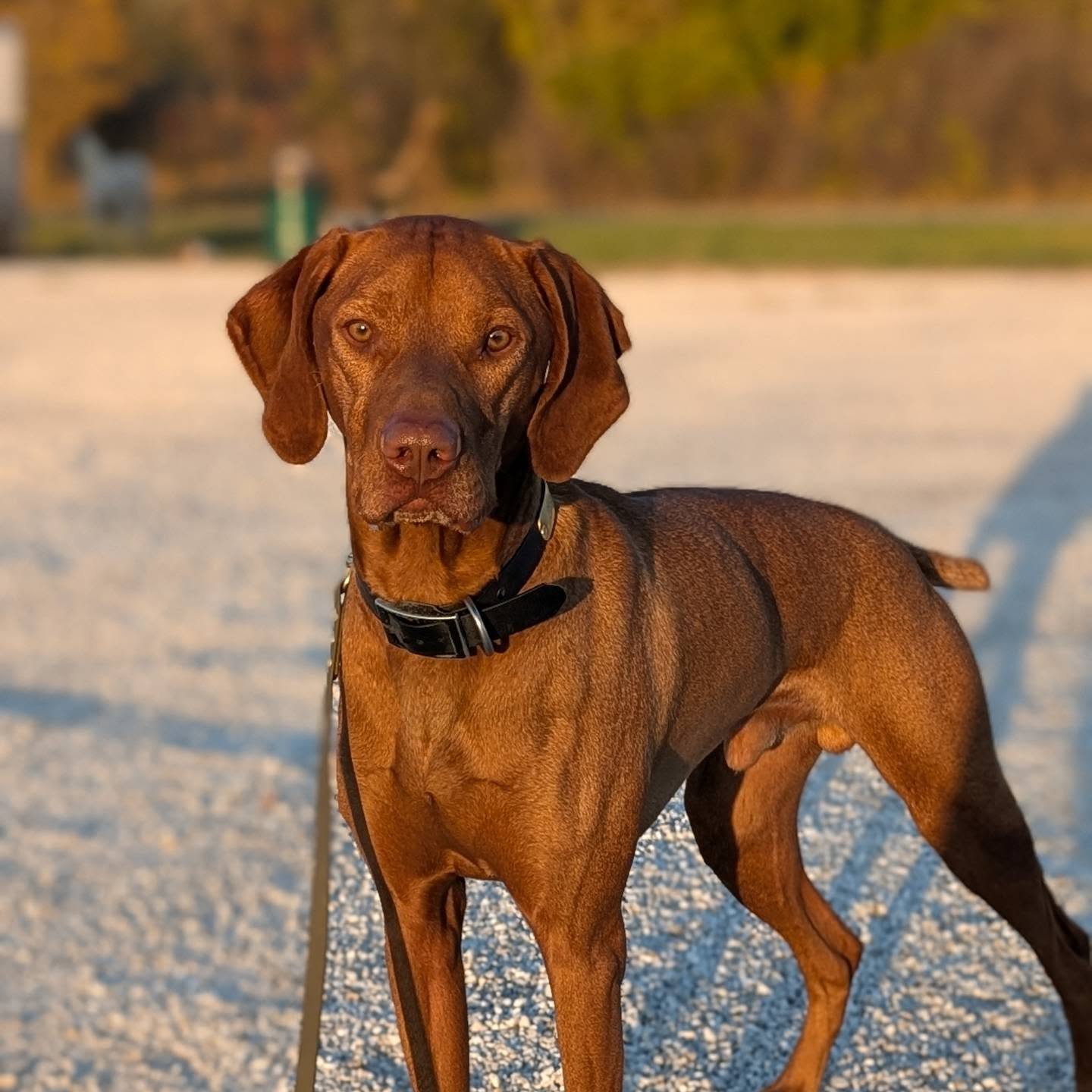 He's home! We had a great time at the La Salle Brittany Club and Heart of IL Brittany Club field trials this weekend watching Ez run as a broke dog, getting some horseback handling practice in with Levi, and talking all things Vizsla with friends. Here's to heading into IL pheasant season
.
Thank you again to Courtney for handling Levi in AGD and climbing that hill 😅
.
Thank you to Patrick and Christine for all the care and work that went into Ezzie's development this summer.
@allpointsbirddogs @vistavizsla @courtney_jordan19 @solterravizslas #vizslasofinstagram #vizslalife #vizslagram #vizslapuppy #vizslasofchicago #fieldtrialdog #huntingvizsla #birddog #pointingdog #ilovemyvizsla