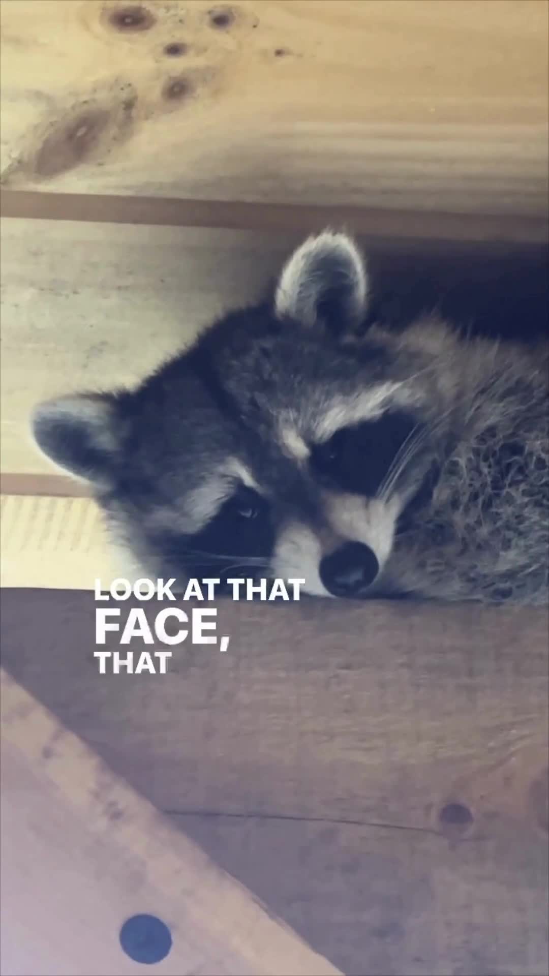 Raccoon seeking a cozy hideaway from pups 🦝🐾
ㅤ
#raccoon #germanshepherd #animal #wildanimal #farm