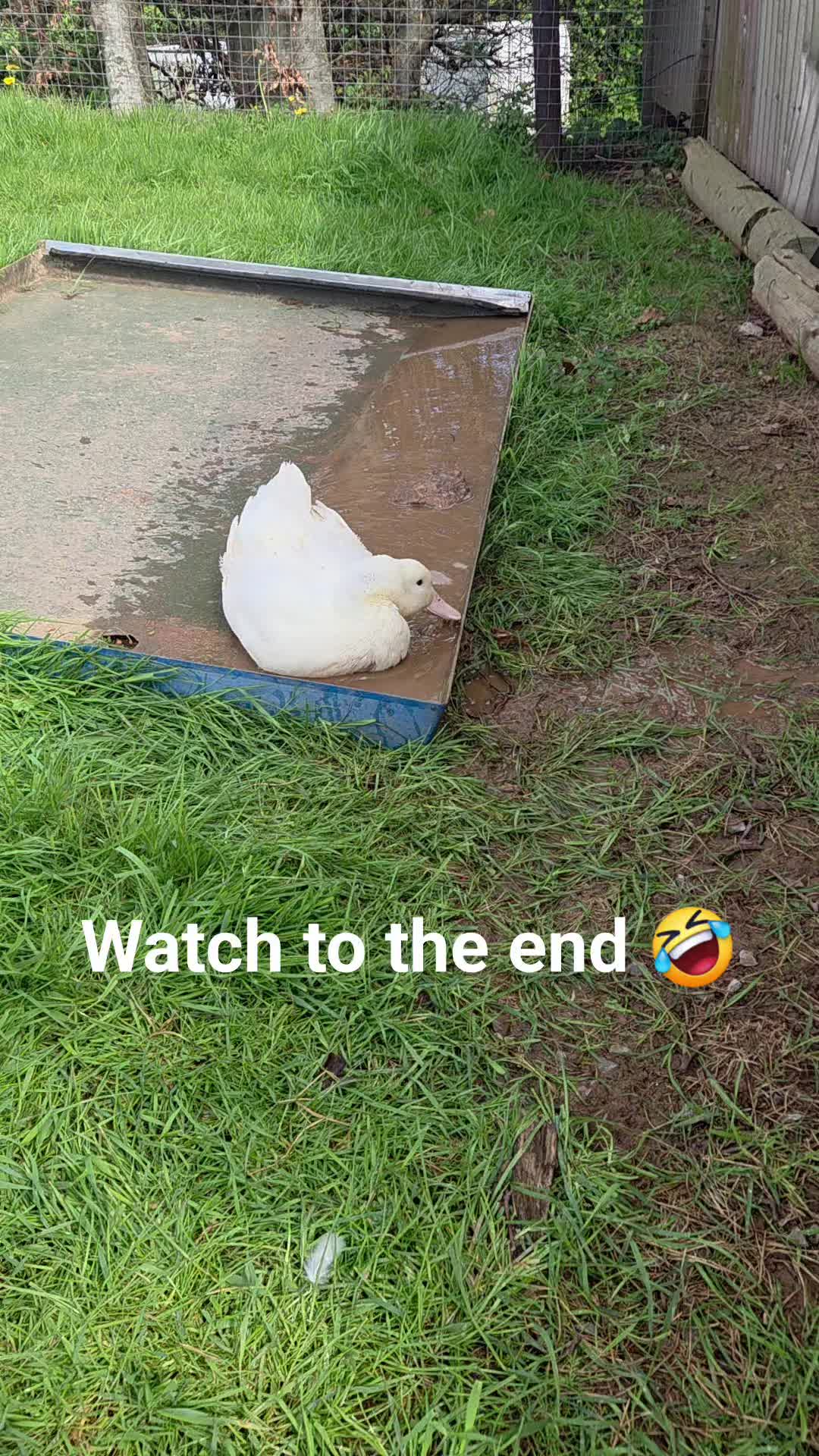 Watch to the end. Our ducks are outside now that bird flu restrictions have lifted in the UK
