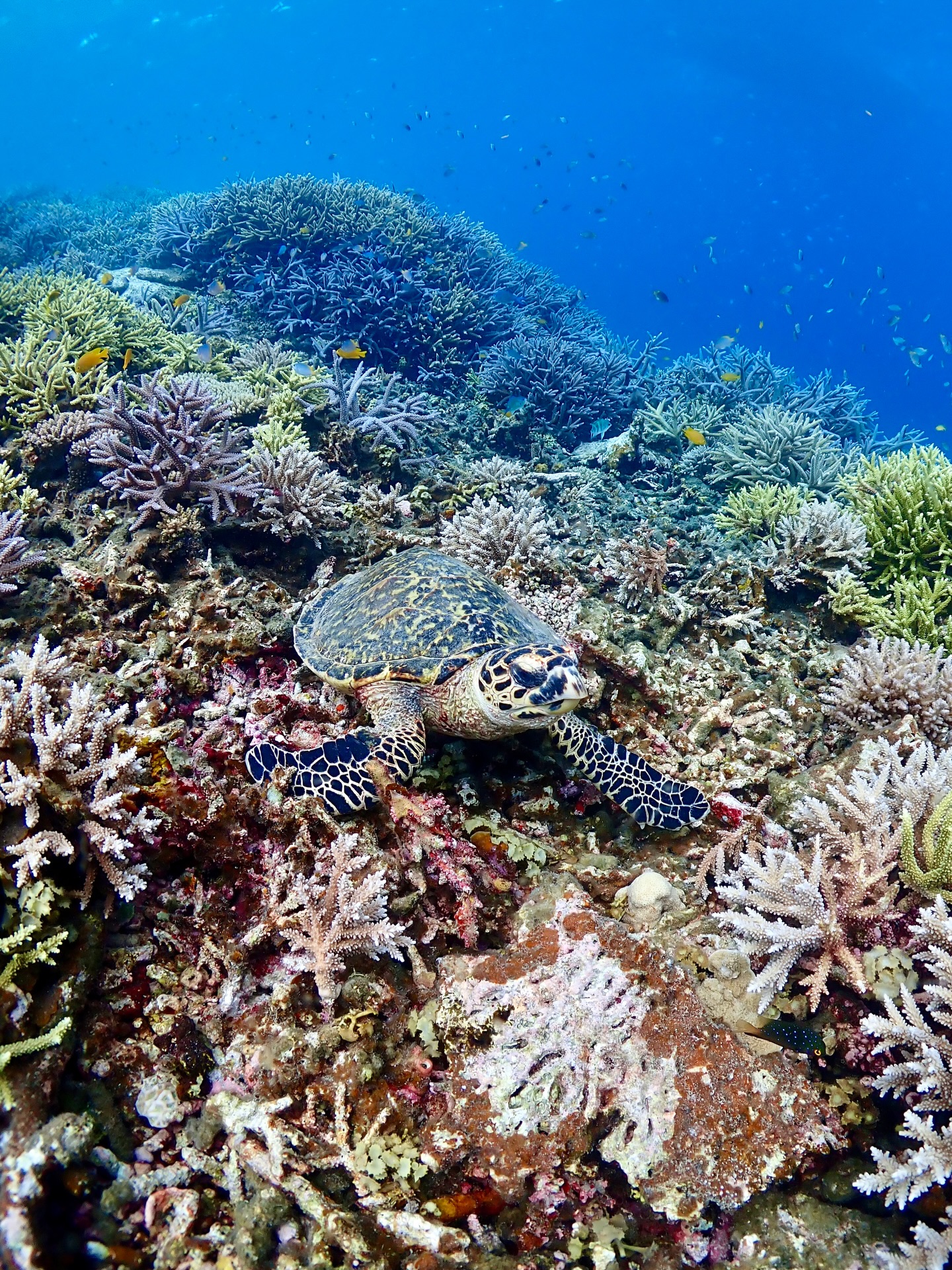 昨日のウミガメさん🐢🪸
非日常の景色😌
《 世界に誇る日本一の海“ヤビジ”で
一生の思い出に残る体験を🌏🩵》
▼マーリンのオススメポイント
⑴ 安全第一でご案内🛟
厳しい安全基準をクリアした業者だけが認定される
“マル優”に指定されています
ガイドは定期的に安全講習実施中。
⑵ ヤビジまで一番近い港出発⛴️
半日ツアーで旅行のスケジュールが組みやすく
船酔いが心配な方にもオススメです!
⑷初心者・女性にも優しい🥰
女性スタッフも在籍、
各資格を持ったガイドがご案内!
⑸当日のベストポイントへご案内🐢
海を知り尽くした宮古島育ちの船長が
数あるシュノーケルポイントから
その日のベストコンディションへ向かいます!
▼ツアーメニュー
・八重干瀬シュノーケルツアー
・八重干瀬スキンダイビングツアー
・八重干瀬体験ダイビングツアー
・スキンダイバー講習
→ 各ツアーに𝗘𝗖𝗢プラン(割引)あり
▼𝗘𝗖𝗢プラン 〜環境に優しくお得に遊ぼう🧡〜
各ツアーメニューに適応可能
𝟭.ツアー料金¥𝟭,𝟱𝟬𝟬引き
𝟮. 𝗘𝗖𝗢ルールを守っていただける方
※𝗘𝗖𝗢ルールはHPにてご確認ください
▼ ご予約方法
InstagramトップページのリンクからHPへ
※DMは対応しておりません。
▼船長アカウント
こちらでもツアーの様子をリアルタイムで発信中!
🚢:@marlin_nakasato
▼スタッフアカウント
スタッフ目線のツアーの様子やオフを発信中!
👫🏽:@staff_marlin_miyakojima
#ヤビジツアーマーリン
#宮古島 #八重干瀬 #ヤビジ
#宮古島旅行