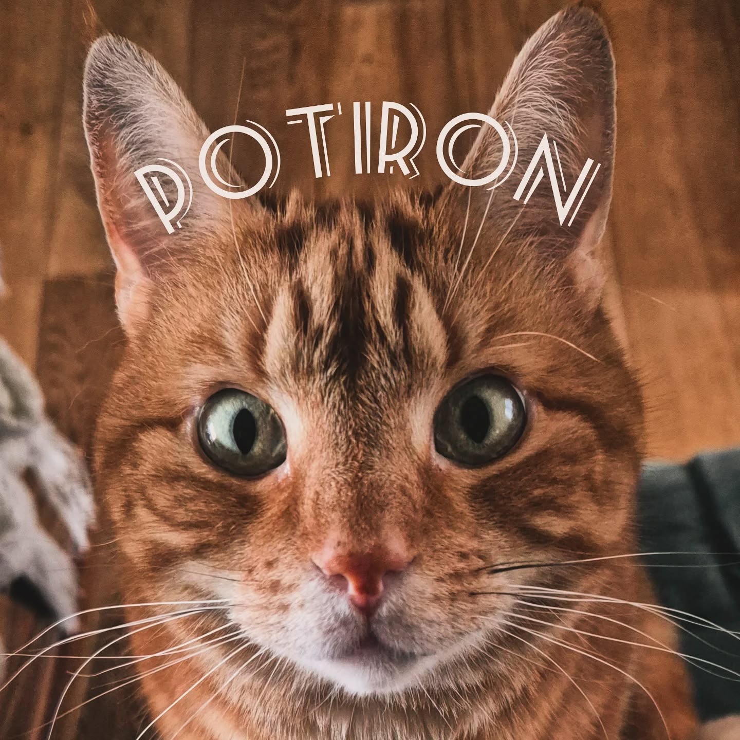 #goodmorning 🐈 le soleil nous manque un peu 🌥 même si "en Avril ne te découvre pas d'un file" on a bien aimé ressortir nos gambettes à l'air 🤭
--- 🐈 ---
Ah notre fameux Potiron, notre Potiboulette d'amour, cela fait un an qu'il nous a fait une grosse frayeur et aujourd'hui, comme si rien ne c'était passé, il a repris du poids (beaucoup 😅 on dit merci aux enfants qu'il lui donne double rations de croquettes derrière mon dos ✌️), il a repris sa meilleure vie de chat assailli de câlins, de séances de bizoutage, et beaucoup d'amour 😻 et il prépare son prochain voyage dans un mois, en avant la Dordogne 🚙
--- 📚 ---
Niveau lecture : madame la cloche nous a fait découvrir des livres bien rigolo 🤪
Je me tâte sur ma nouvelle lecture audio (je n'ai pas encore repris le chemin de "l'objet livre" 🫥 : entre orgeuil, préjugés et sorcellerie ou #lapetiteboutiquedesortilèges 🤔 des avis ?
--- 🤓 ---
Et toi ? Ta semaine ? Ton week-end ? Tes petits bonheurs ? Tes lectures ? Ton prochain voyage ? Ta boule de poils/plume/écailles ? Raconte-moi 🤓
.
Belle semaine 🐈🌸📚
.
#catlover❤️ #lundifourretout #lectureencours