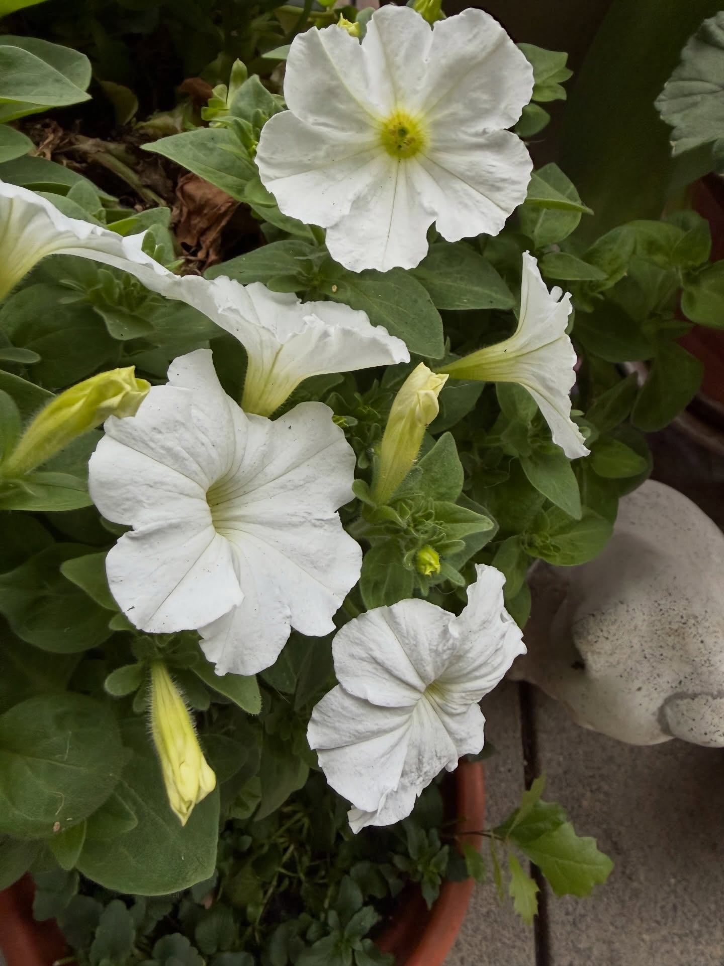 My Petunias are back and here is a little “plant magic” they are so easy to propagate or root in water or potting soil if you take some clippings of the leggy stems. You will soon have more plants for your garden and containers. I also like to pinch off some of the first blooms (hard to do) but will give you a healthier plant and promote growth.