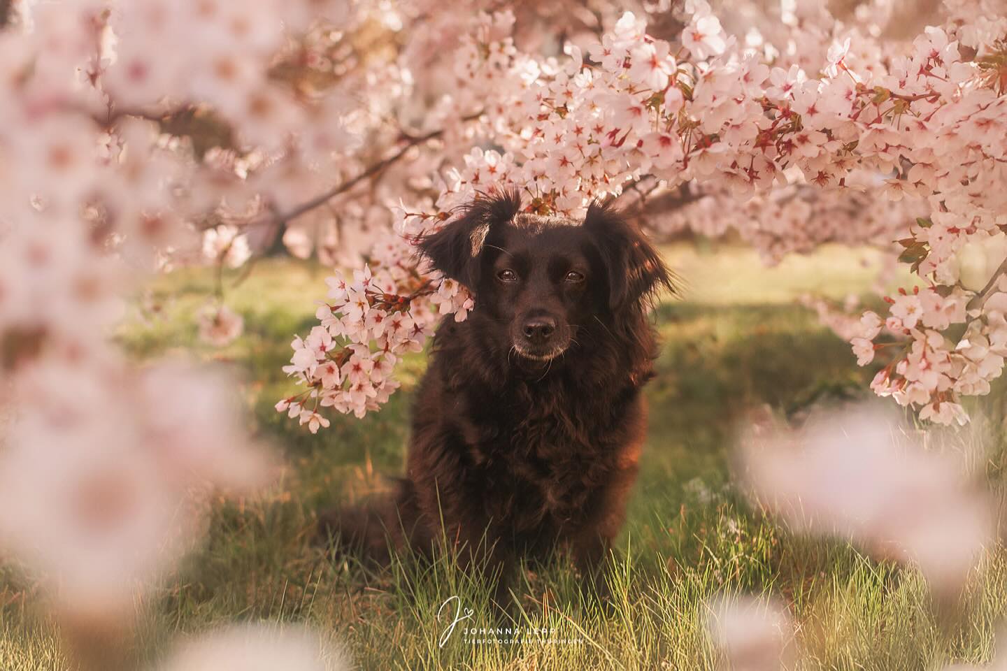 Bonny im Kirschblütenmeer 🌸💕
•
Du hast Fragen oder möchtest direkt ein Shooting buchen? Meld dich gern per Mail, WhatsApp oder DM🌸
📧 info@tierfotografie-thueringen.de
💻 www.tierfotografie-thueringen.de
TIERFOTOGRAFIE • BABYBAUCHSHOOTINGS • HOCHZEITSBEGLEITUNGEN
#hundefotografie #tierfotografie #thüringen #kischblüten
