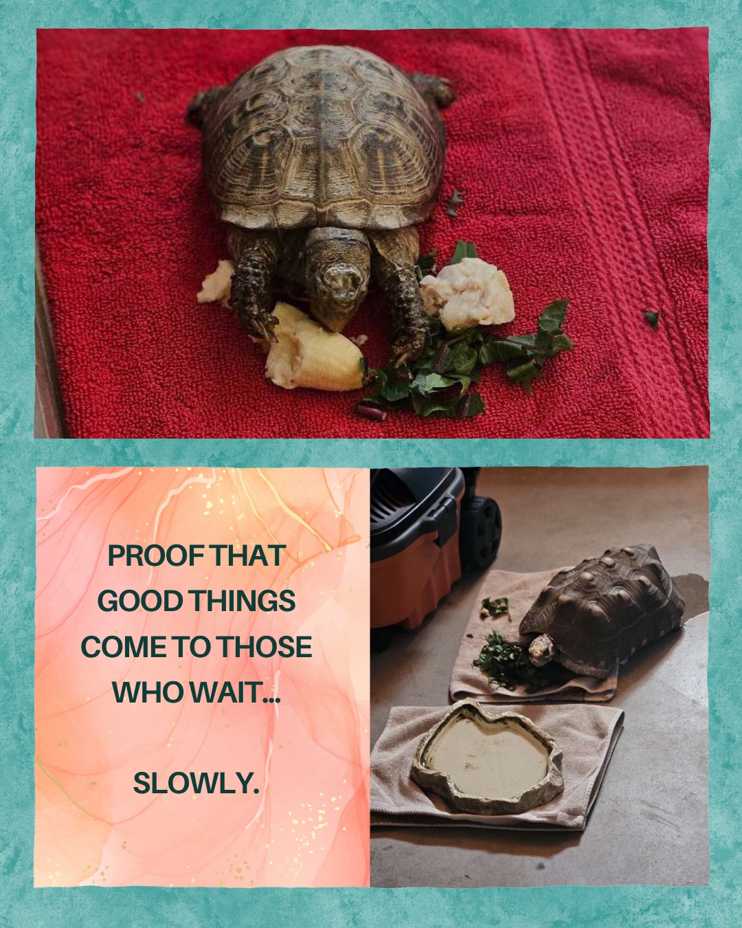 Proof that good things come to those who wait... slowly.
#TortoiseLife #TurtlePower #SnackTime #SlowAndSteady #WoofHoofMew #ColoradoCritters #morrisoncolorado #conifercolorado #evergreencolorado #petsitting