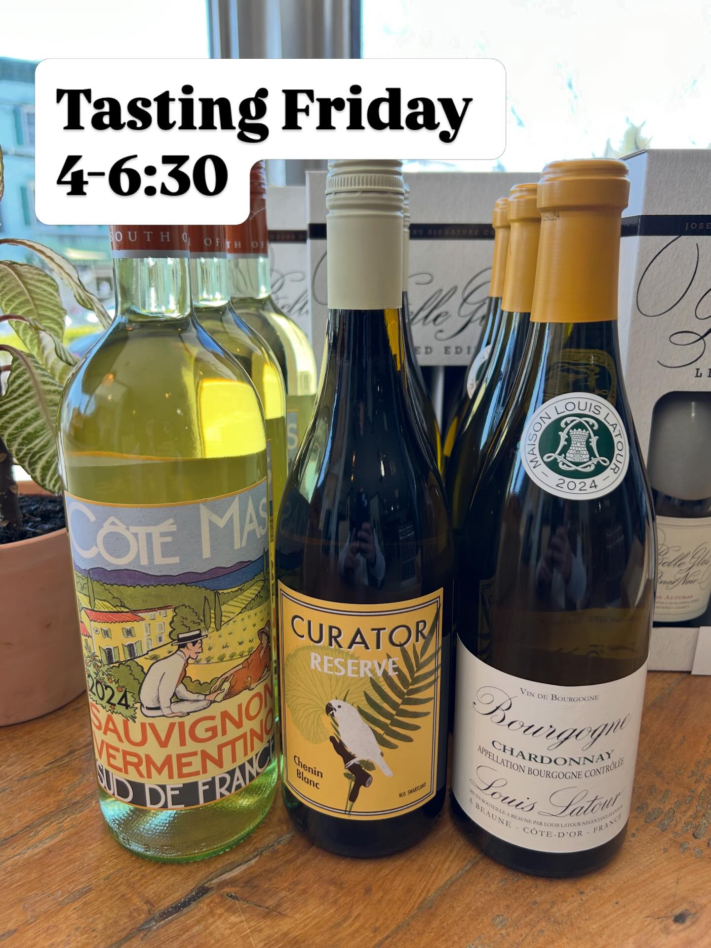 Feeling very white-wine-ish this week at @katonahwineandliquor. Friday’s in-store lineup for tasting: white burgundy, South African chenin blanc, and a 1L SauvBlanc-Vermentino blend. Stop in to sip and shmooze! #katonah #winetasting🍷