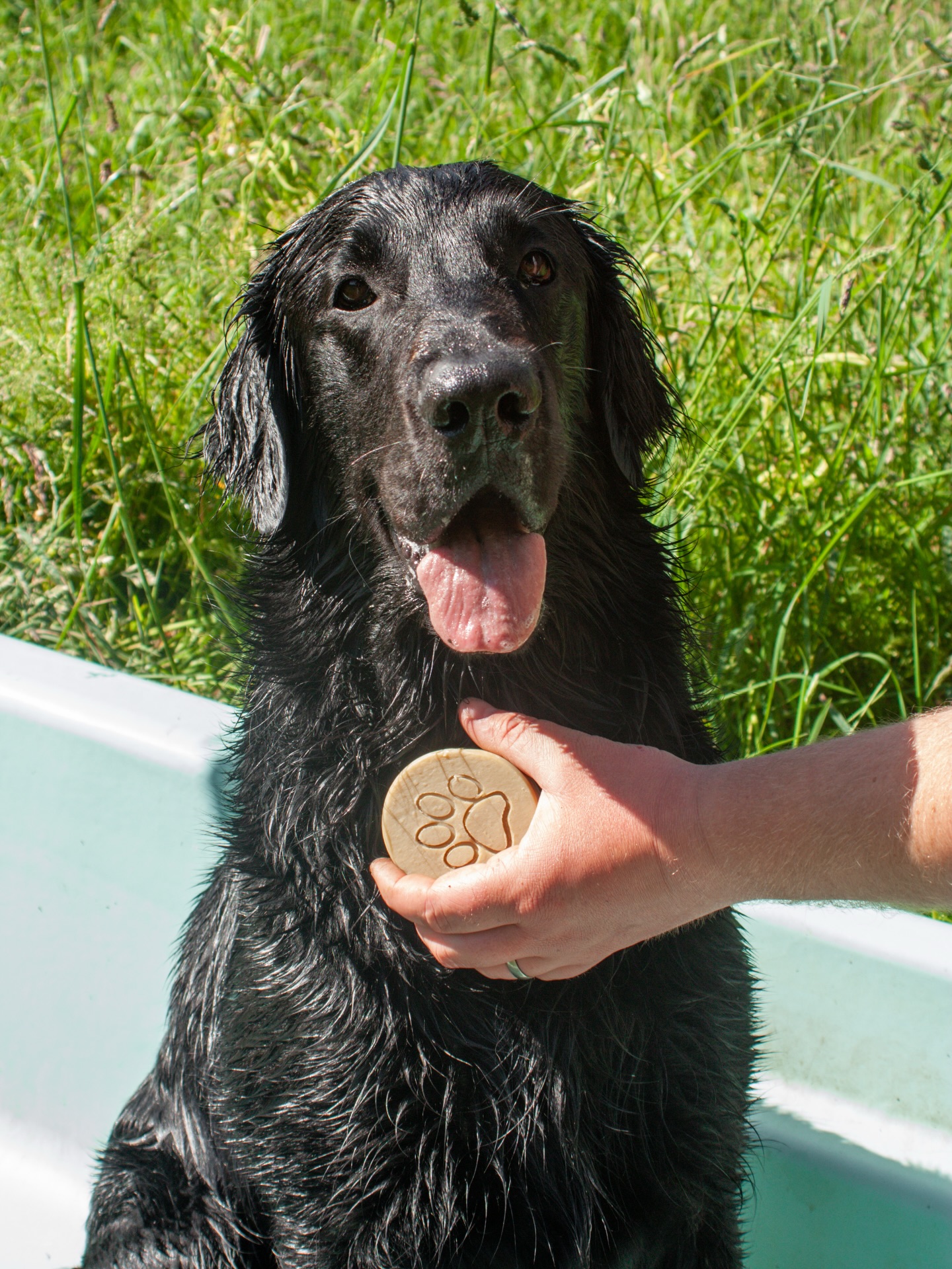 Happy 7th Birthday Freddie 🐾
Our eldest fur baby, part-time pet shampoo model, full-time ball fetcher, handsome groomsdog & most patient big brother! 🎾
#happybirthdaytoyou #flatcoatedretrievers #dogsatweddings #petshampoo #yorkshire