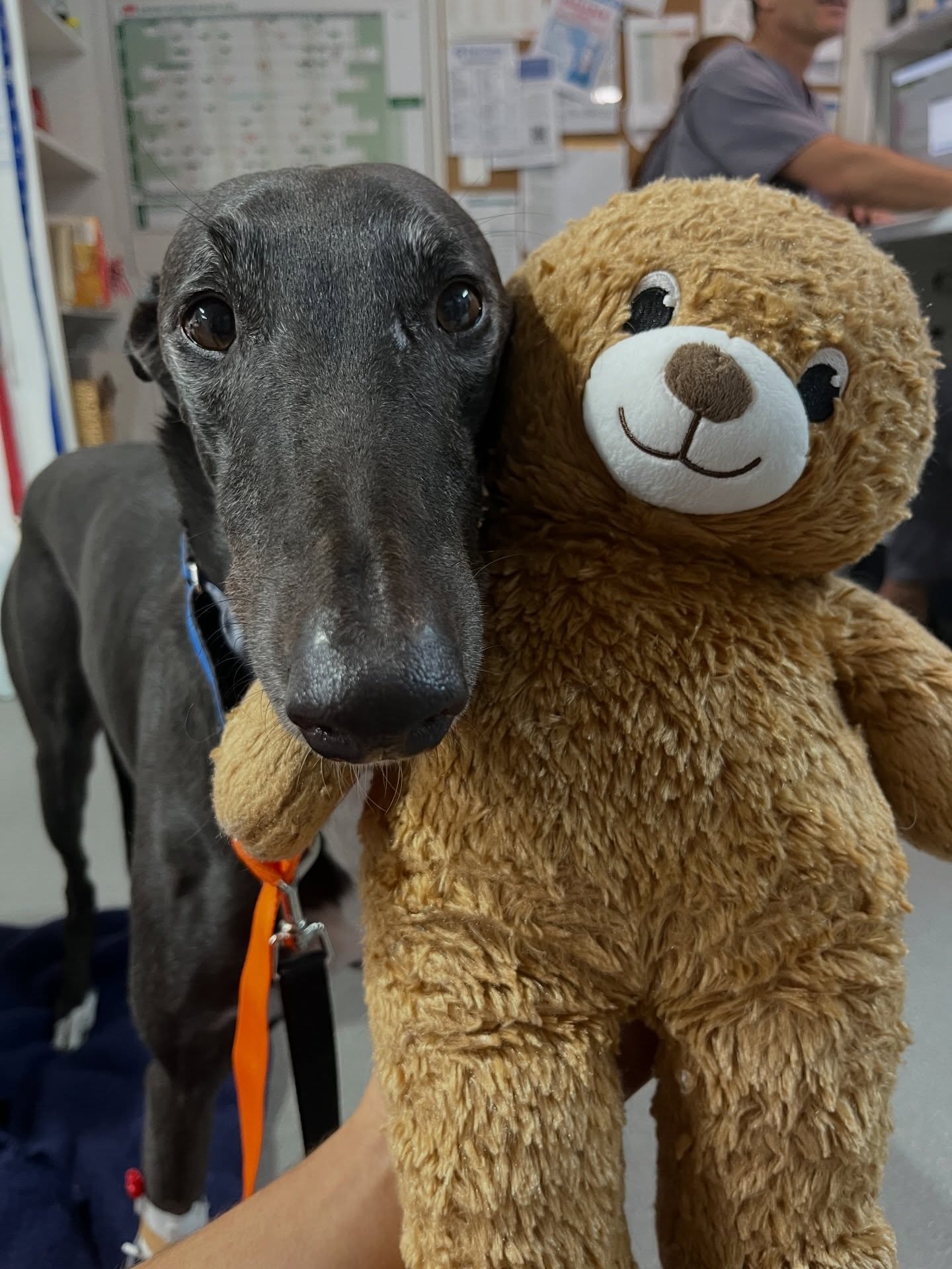 Ollie and his emotional support bear 🐻