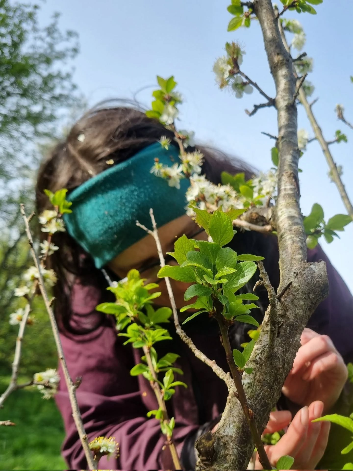 Around 8 months ago we were #BudGrafting at #BullfinchForestGarden in #Stirchley.
Yesterday, we untaped our grafts, and we were rewarded with seeing that many had successfully taken!
@tnlcommunityfund @westonfdn