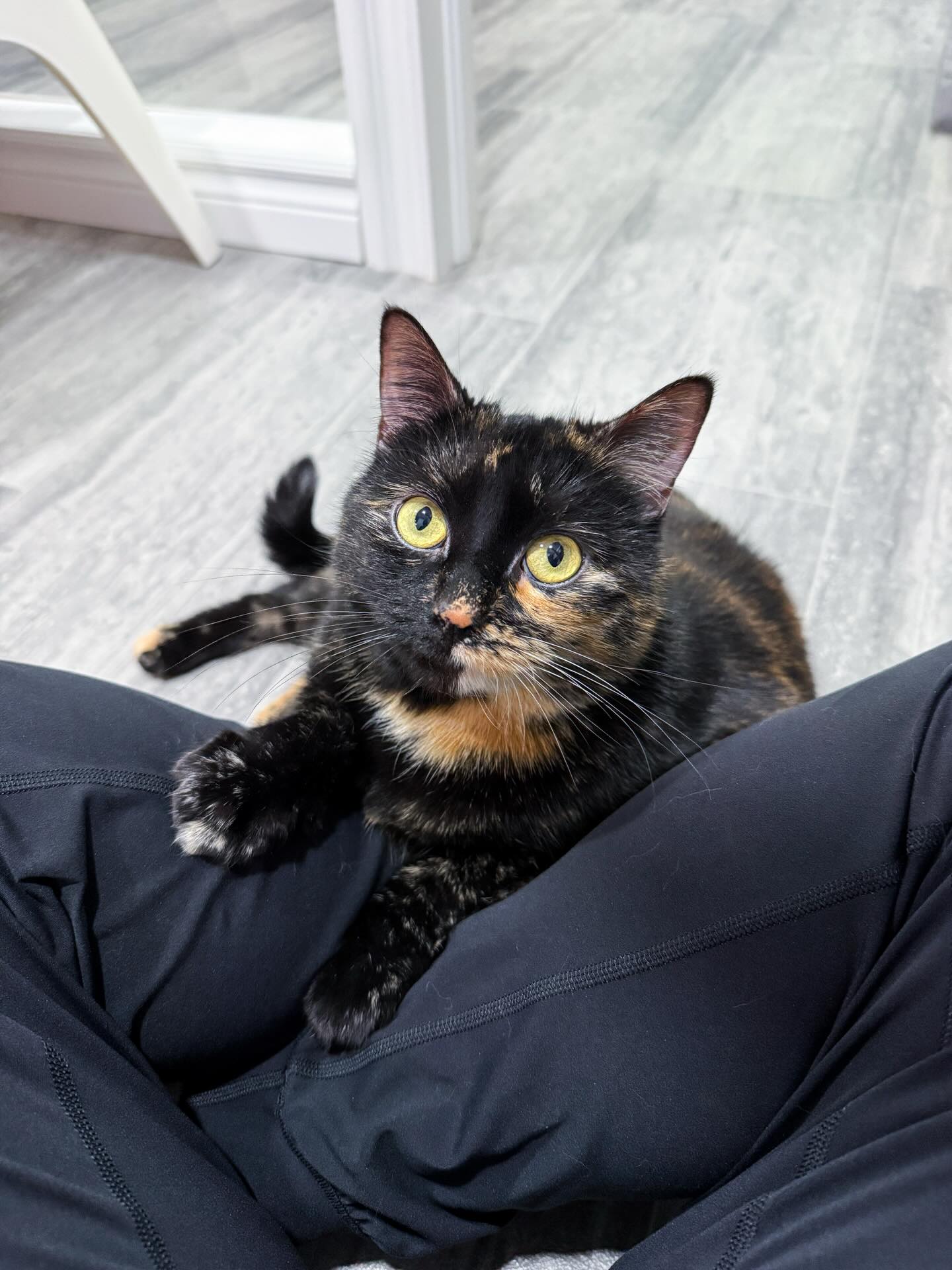 The sweetest little Clementine 🥹🧡 It’s hard to believe this perfect girl is still waiting for her forever home!
Also, a friendly reminder about our month-long Ontario-wide 50/50 fundraiser! 🎟️ You currently have a chance to take home: $365.00
-Join the fundraiser for your chance to get half the pot: https://www.rafflebox.ca/raffle/lotto-for-cats
(This wording is intentionally crafted to avoid triggering restrictions on our social media platforms. We are operating under a fully licensed charitable campaign with AGCO oversight and powered by @rafflebox5050 )
-If you’re outside Ontario or prefer to support in another way, you can make a direct donation on our website. Your generosity helps us continue our work and you’ll receive a tax receipt automatically: https://www.tinybutmightykittenrescue.org/donate
-If you’d like a little something in return, you can also donate through our shop page on our website and receive a complimentary sticker or magnet as our way of saying thanks. We ship worldwide: https://www.tinybutmightykittenrescue.org/shop
As a registered charity, all contributions are tax-deductible, and every donation makes a real impact.
Thank you for helping us save lives! 💜