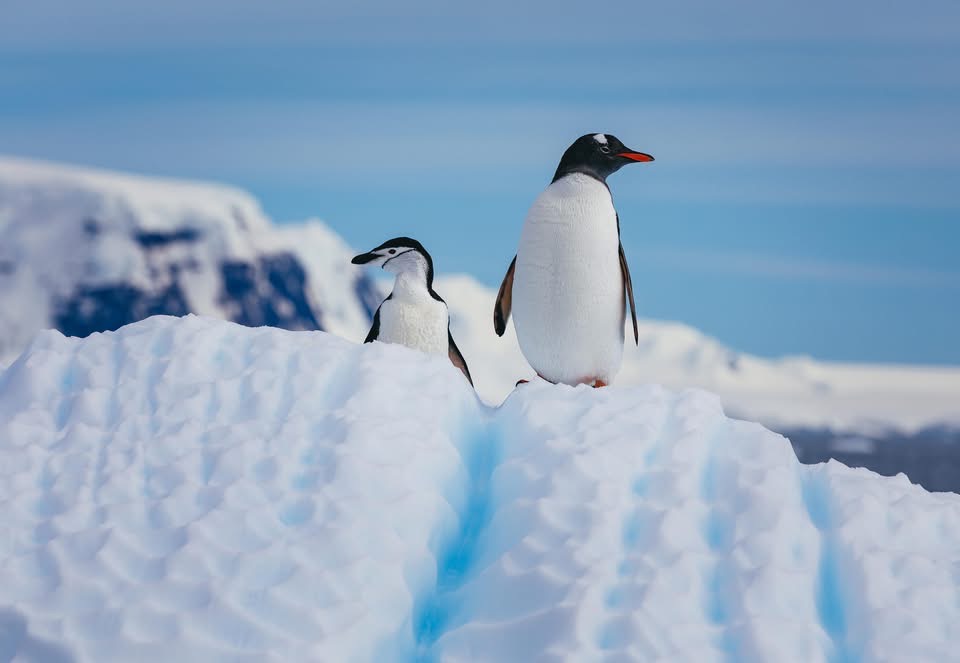 🐧 As we come to the end of safari week… this is a safari with a difference
Antarctica might not be the first place that comes to mind, but in many ways it’s one of the most incredible “safaris” you can do.
Instead of game drives, you explore by ship and small boats, getting right up close to wildlife in their natural environment.
🐧 Thousands of penguins in huge colonies
🐋 Whales surfacing beside your boat
🦭 Seals resting on ice floes
❄️ Icebergs and landscapes that don’t look real
There are no crowds, no roads, no distractions… just raw nature and moments you don’t get anywhere else.
It’s slower, quieter and honestly quite emotional.
Popular Antarctica itineraries include some really special moments:
🛳️ Crossing the legendary Drake Passage
🐧 Setting foot on the magical 7th Continent
🐋 Seeing whales, seals and penguins up close
🚣 Getting off the ship for kayaking and exploring
🚁 Taking it all in from above by helicopter
If you’ve done a traditional safari or want something different, Antarctica is definitely one to consider.
📞 07856 872978
📧 nctravel@travel-pa.com
🌐 nctravel.co.uk
#Antarctica #WildlifeTravel #NCTravelUK