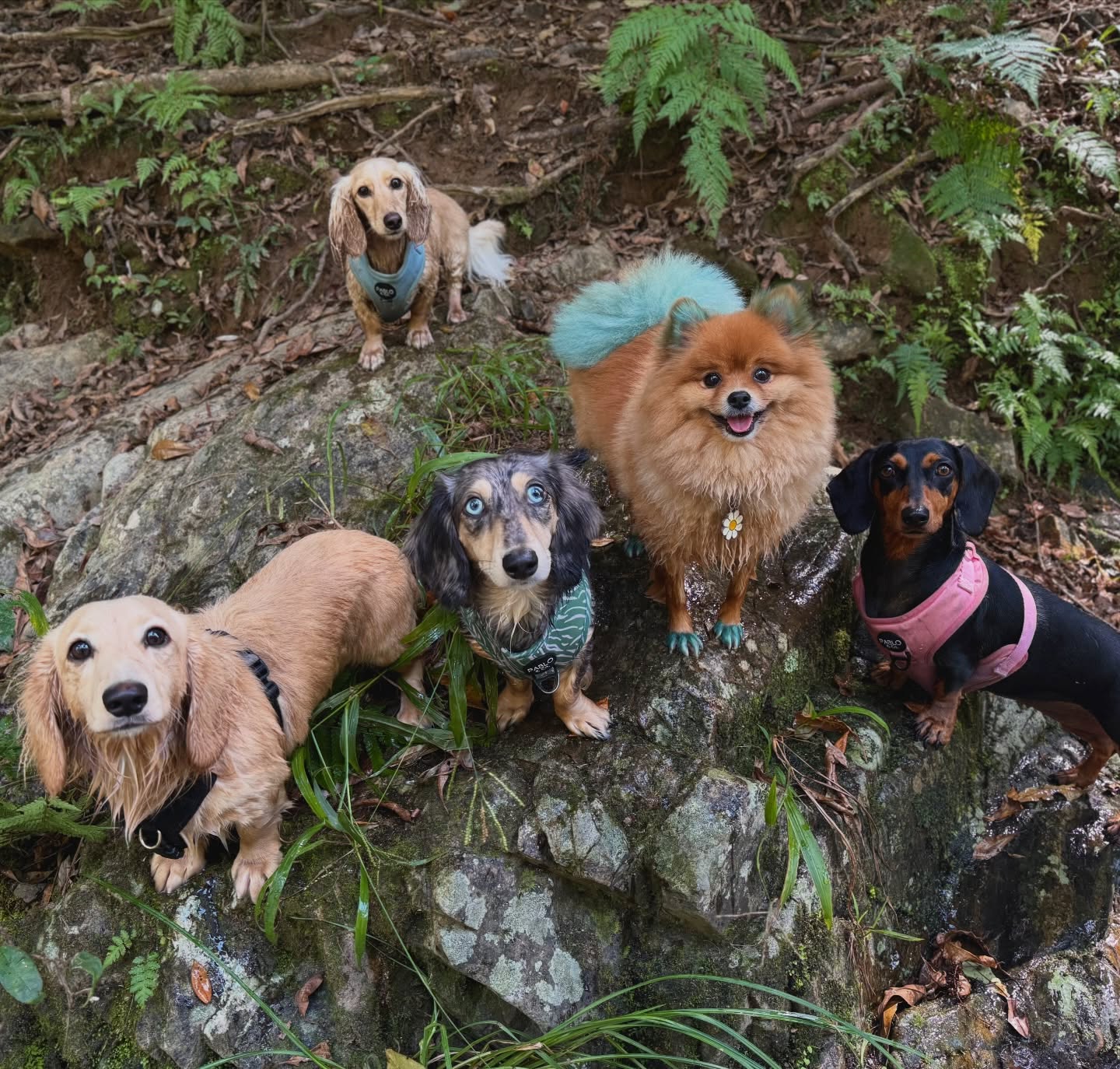 Marshall, Maverick, Savvy, Doh Doh and Skye 🥹❤️🔥