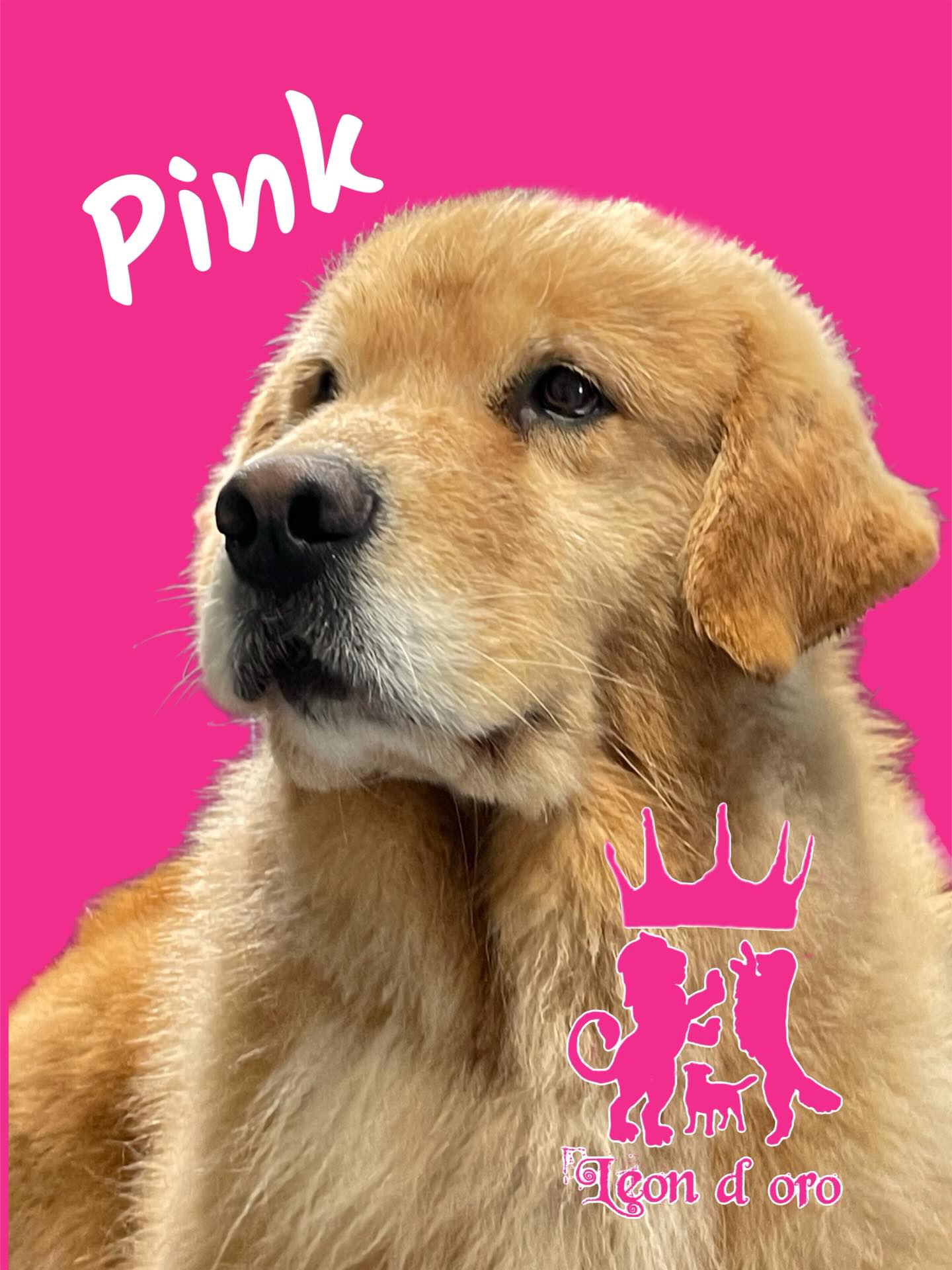 La nostra bellissima Pink 💖 #leondorofamily #allevamentogoldenretriever #cuccioligoldenretriever