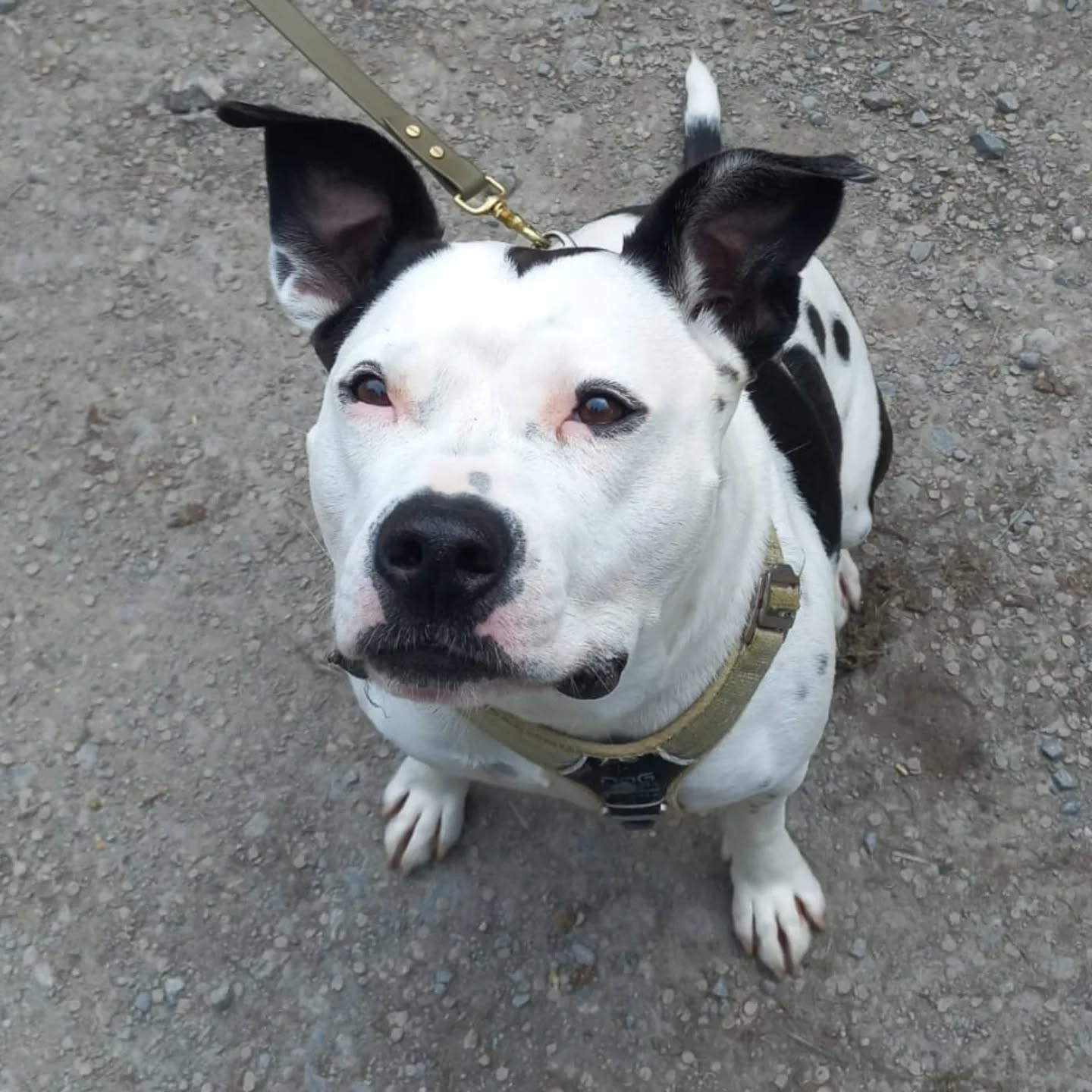 Brook en séance socia, elle a été parfaite avec nos chiens respectueux de ses demande d'espace, on a fini cote cote sans monter en stress. Elle n'aime juste pas les chiens invasifs qui forcent le contact avec des approches frontales. Bref normal en terme de politesse et de concentement. Les fameux "il est gentil il veut juste dire bonjour"... Ben non il est pas poli ton chien en langage chien c'est un beauf.