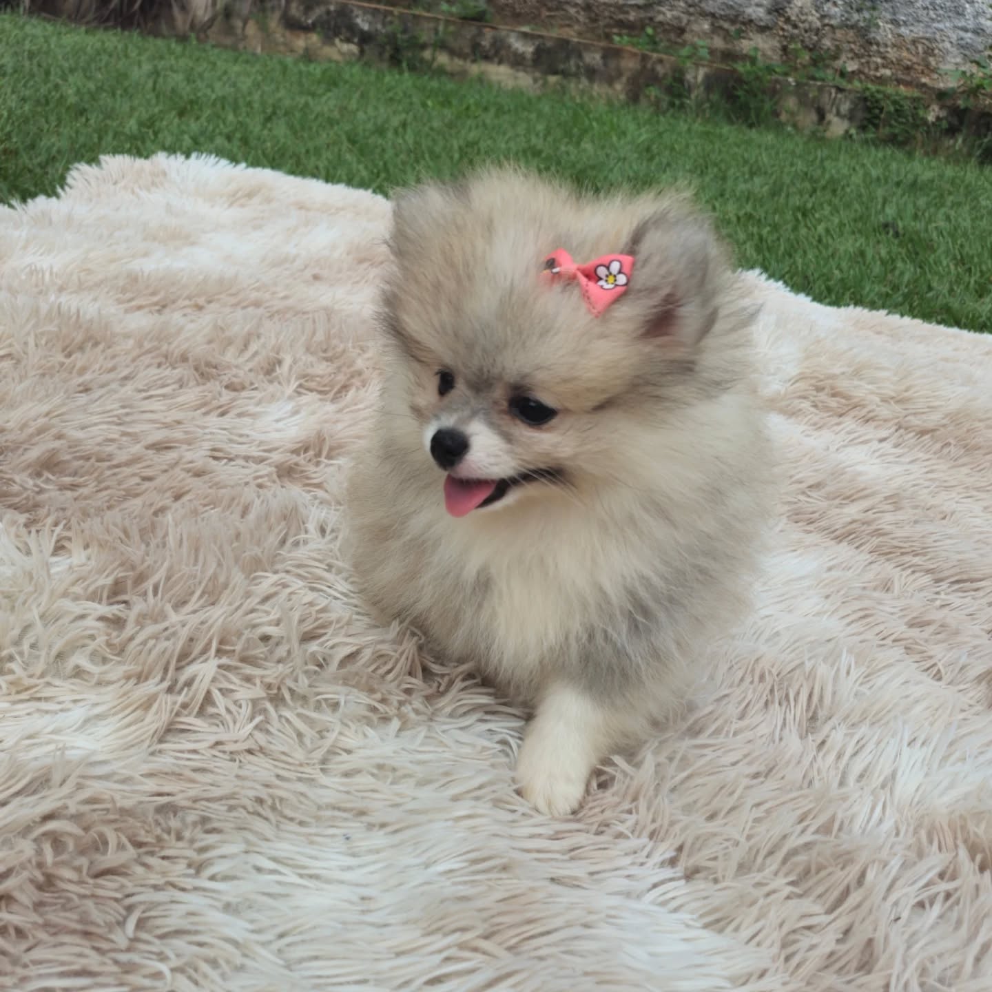 Spitz Alemão Anão (Lulu da Pomerânia)
Fêmea
Liberado