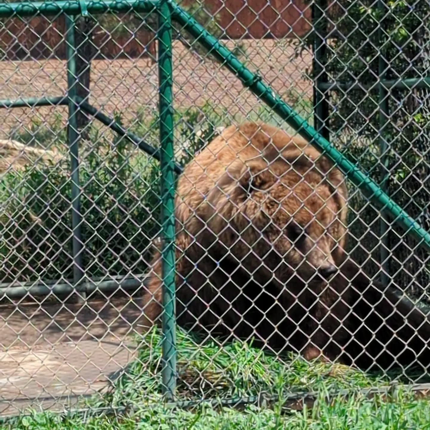 Princess got a giant pile of grass to enjoy this morning. #rmwpark #Princessthebrownbear #enrichment #ursusarctos #grizzly #grizzlybear