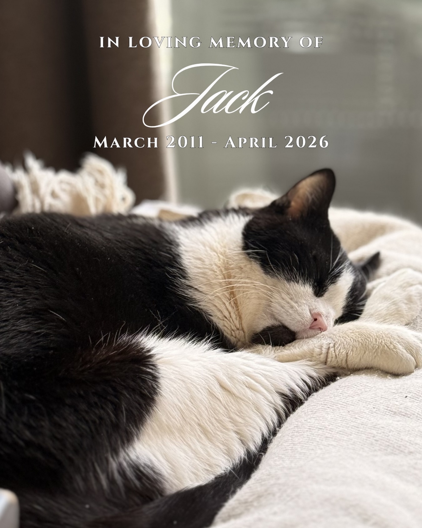 I’m heartbroken. 15 years will never be long enough with you. My feisty buddy who was with me through a lot of my epic adventures. He loved flowers maybe more than me, trained his puppy, Sir Douglas how to respect kittens, would ambush me just to keep life interesting, he would be there and lay on my belly when I would pass out from mast cell issues before we even knew what was causing these episodes, he would bite my nose at 9am sharp if I wasn’t out of bed by then to keep me on track, and he could have a conversation for hours, and if his water wasn’t fresh you would hear about it, he was the best little buddy I could ask for and I will miss him deeply.
Rest easy, my feisty boy — I hope the water is always fresh, you’re surrounded by flowers and the adventures never end. 🐾