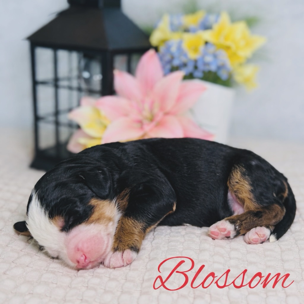 RARE BLUE-EYED BERNEDOODLES
This isn’t just another litter…
Our Abby × Bluey puppies come from a sire that carries the ALX4 dominant blue-eye gene 👀
That means:
💙 Higher chance of those stunning blue eyes
💙 Not merle-dependent (true genetic blue)
💙 One of the most sought-after traits right now
These babies are:
🐾 Multi-gen Mini/Micro Bernedoodles
🐾 Raised in-home with ENS & daily socialization
🐾 Expected 15–30 lbs full grown
🐾 Backed by a 2-year health guarantee
We already have multiple spots reserved… and this litter will go fast once eyes start opening 👀
If you’ve been waiting for a blue-eyed Bernedoodle, this is your chance.
📩 DM “BLUE EYES” to see who’s available first