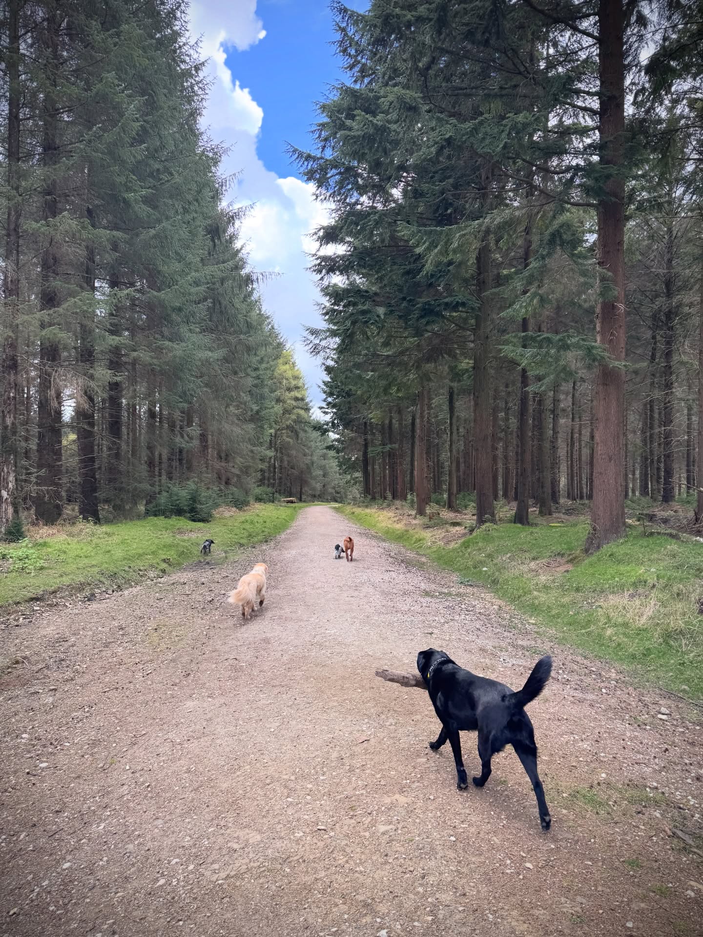 Had a nice stomp around the forest with my other little helper today!