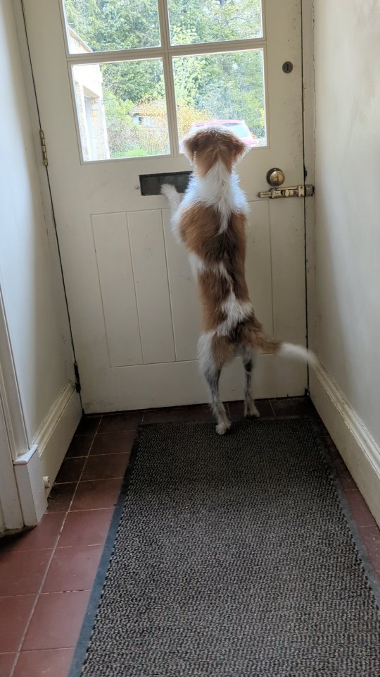 Mum is home! 😍
#westonbirt #cotswolds #terrier #dogsofinstagram #dogsitting